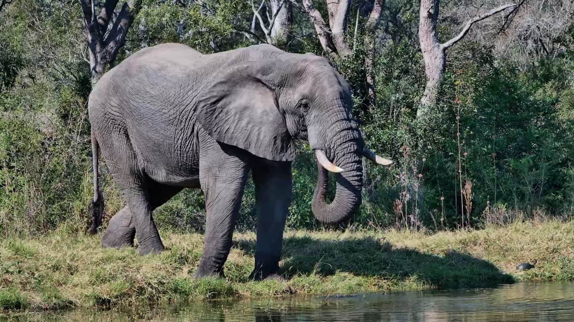 An Elephant's Quiet Visit to Roy's Dam