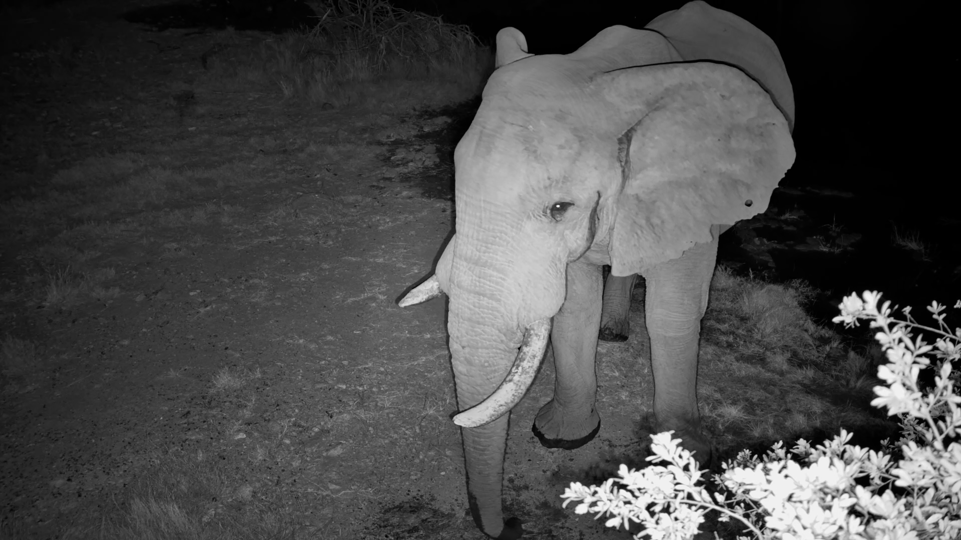 Elephant's Late-Night Water Stop