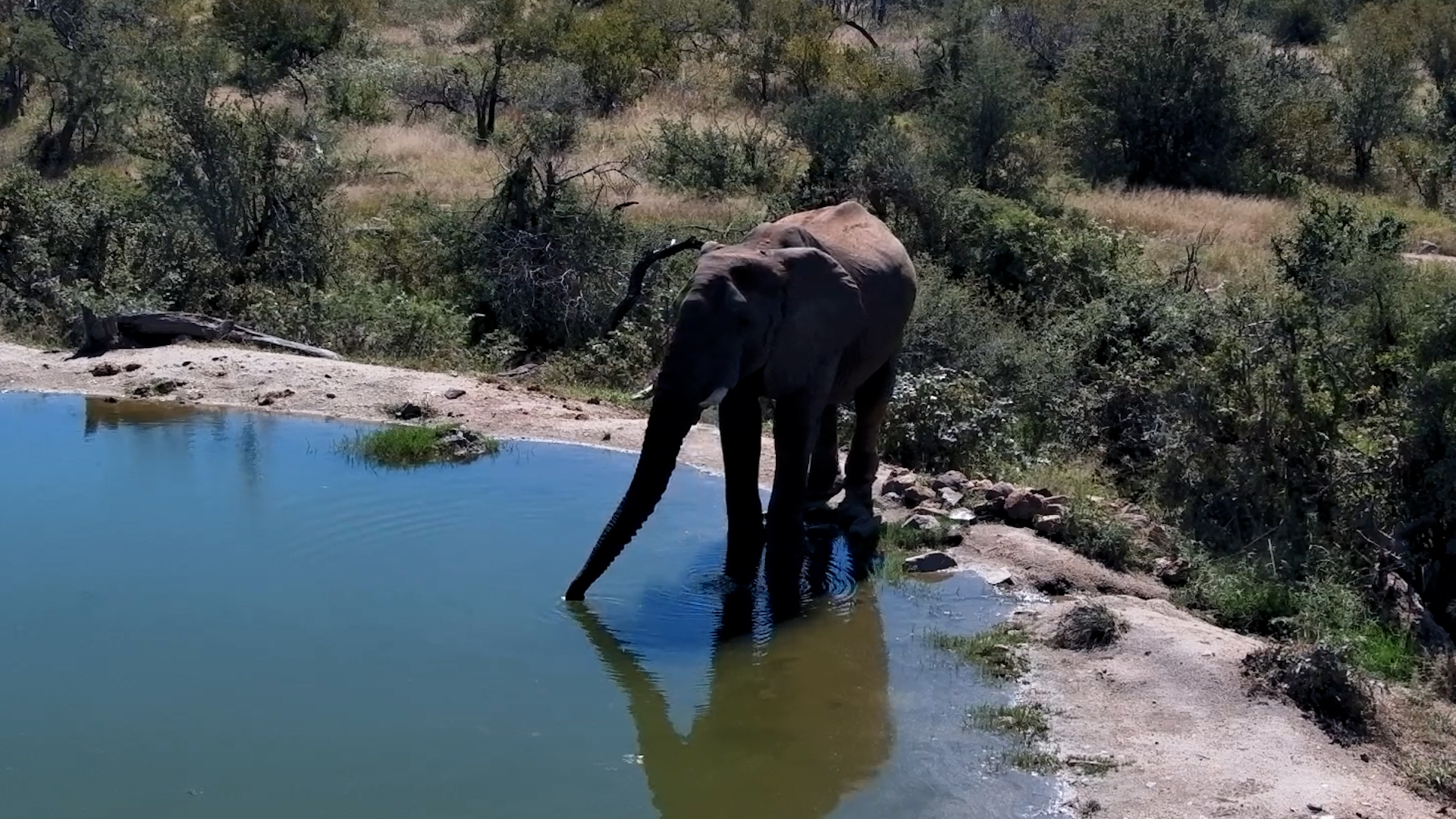 Bath First, Then the Stump… Elephant Knows What He’s Doing