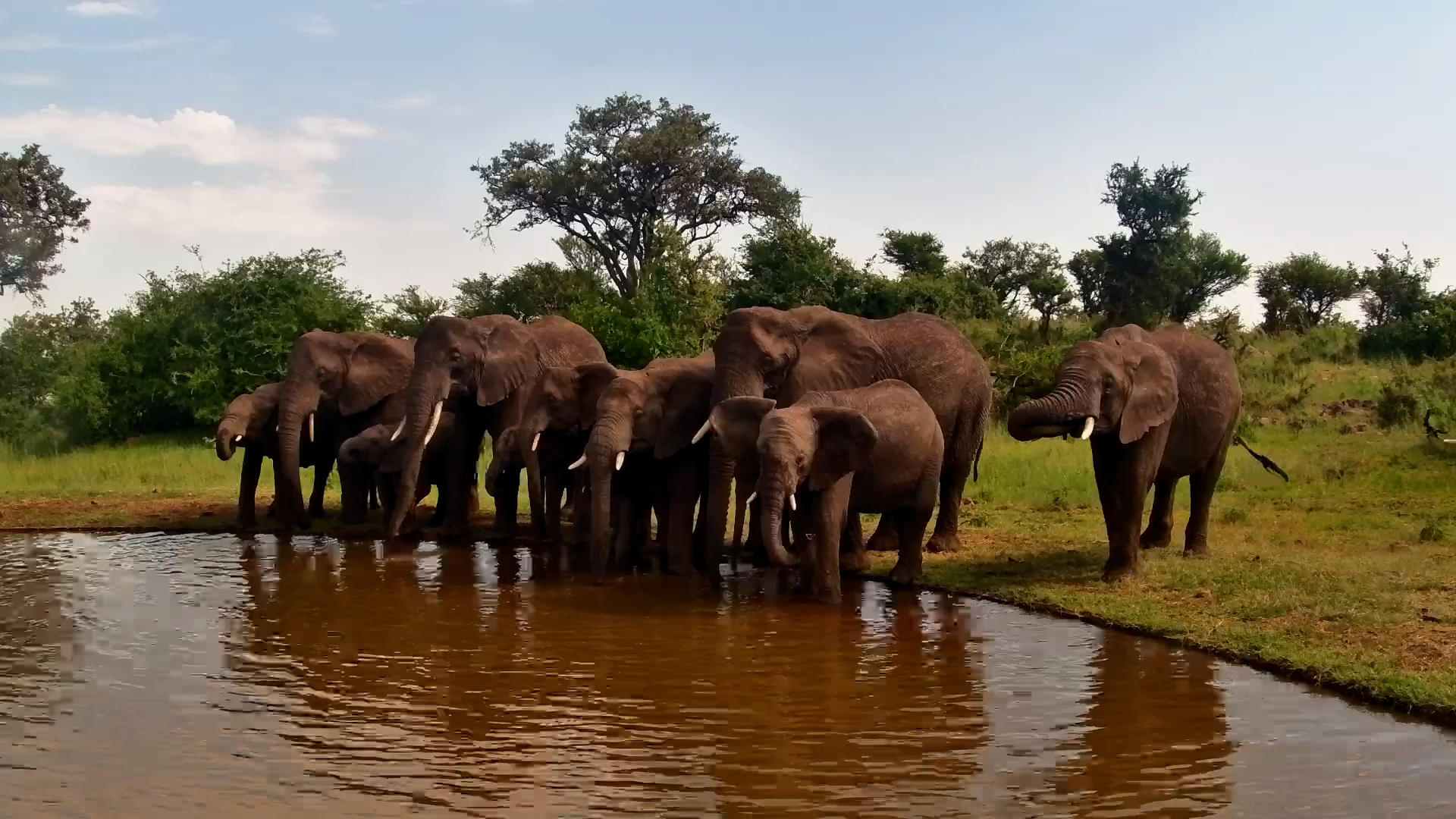 Elephants at the Waterhole