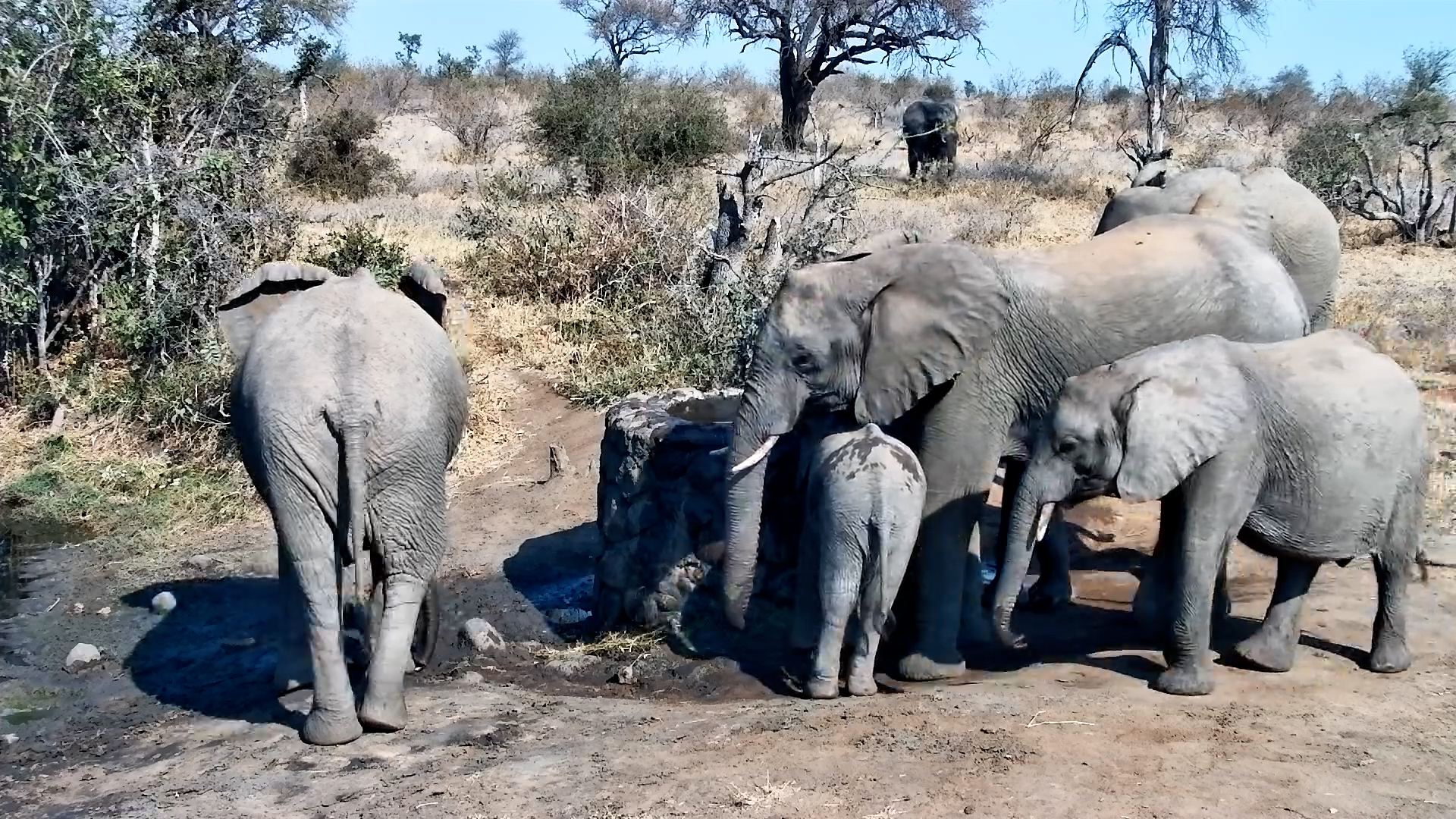 An Elephant's Perfect Pit Stop