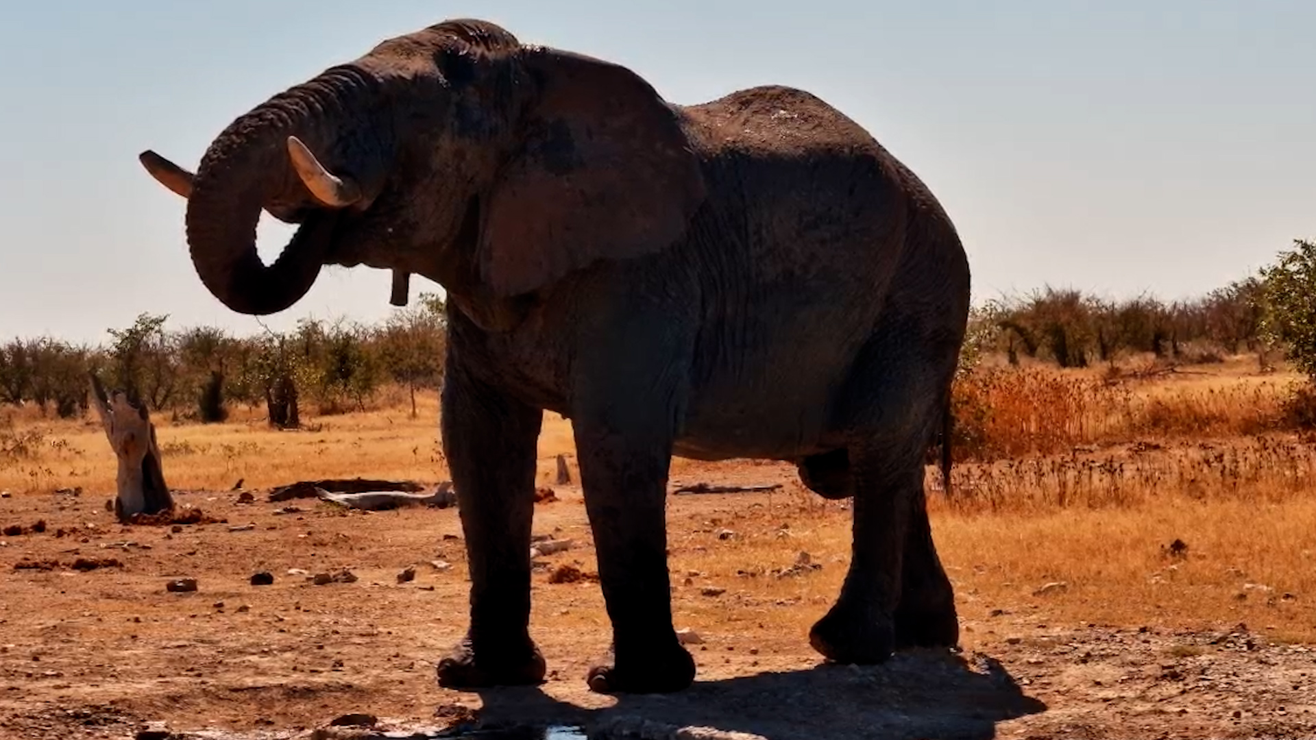 A Calm Afternoon at Safarihoek With an Elephant