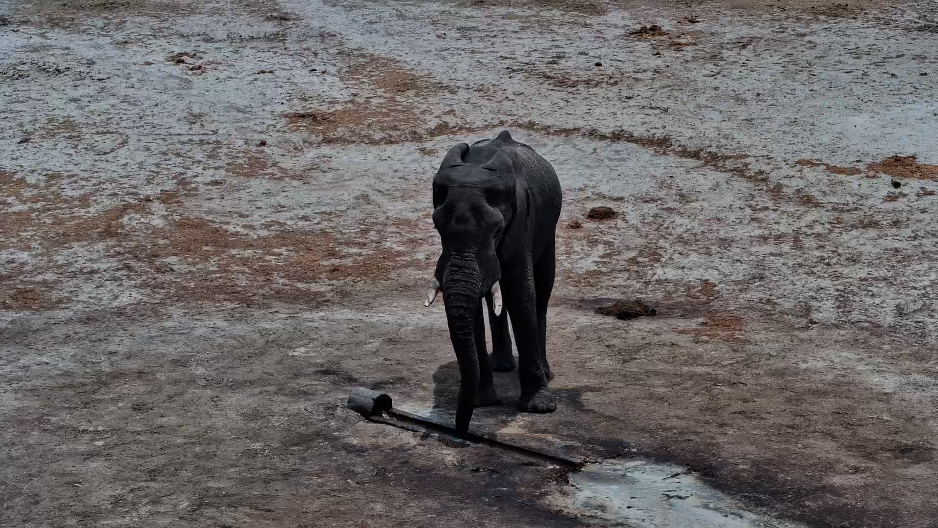 Hydration Station: Elephant Loves the Outlet Pipe