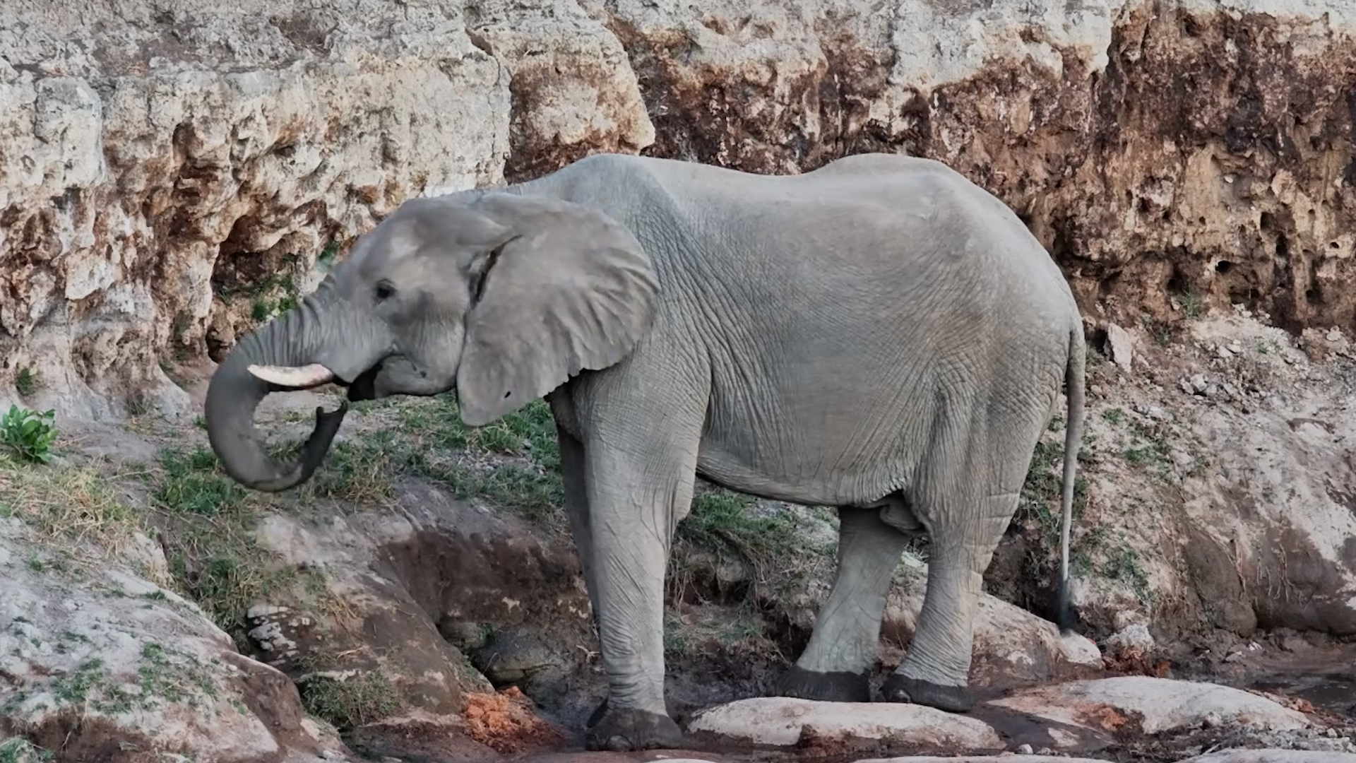 Elephant Drinks Fresh Water Straight From the Spring