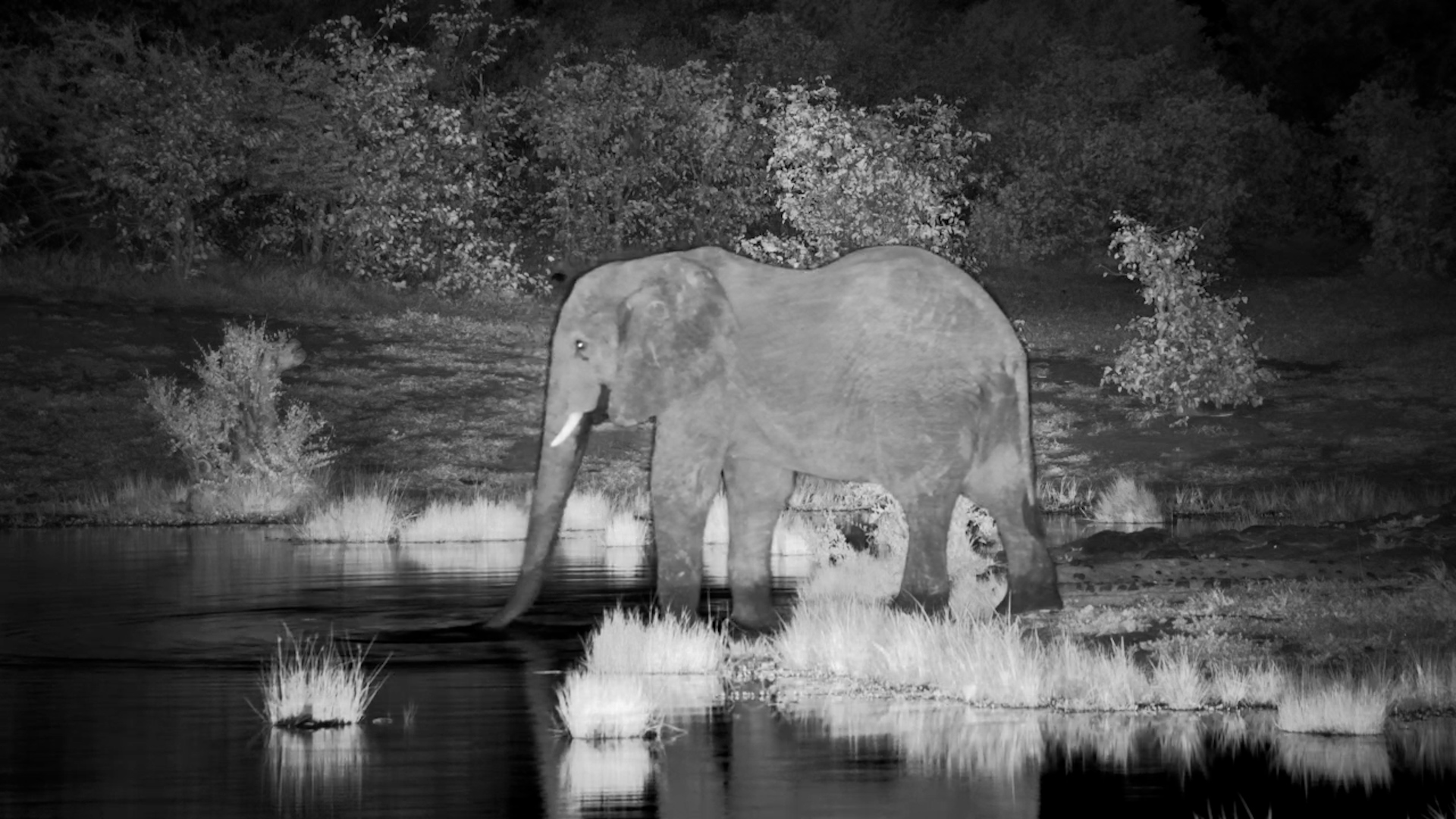 Elephant Quenches Thirst After Dark