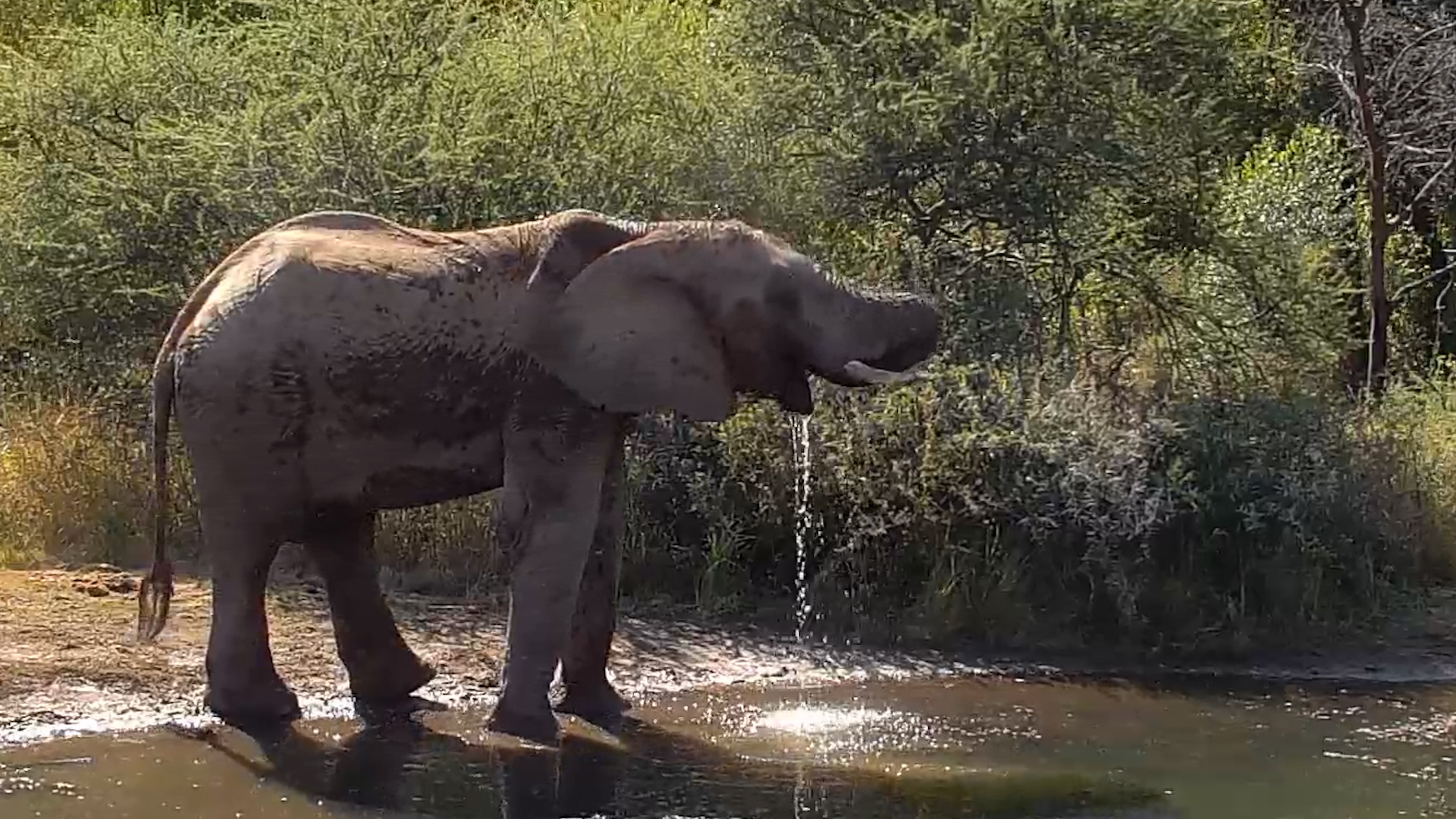 An Elephant's Favourite Stop