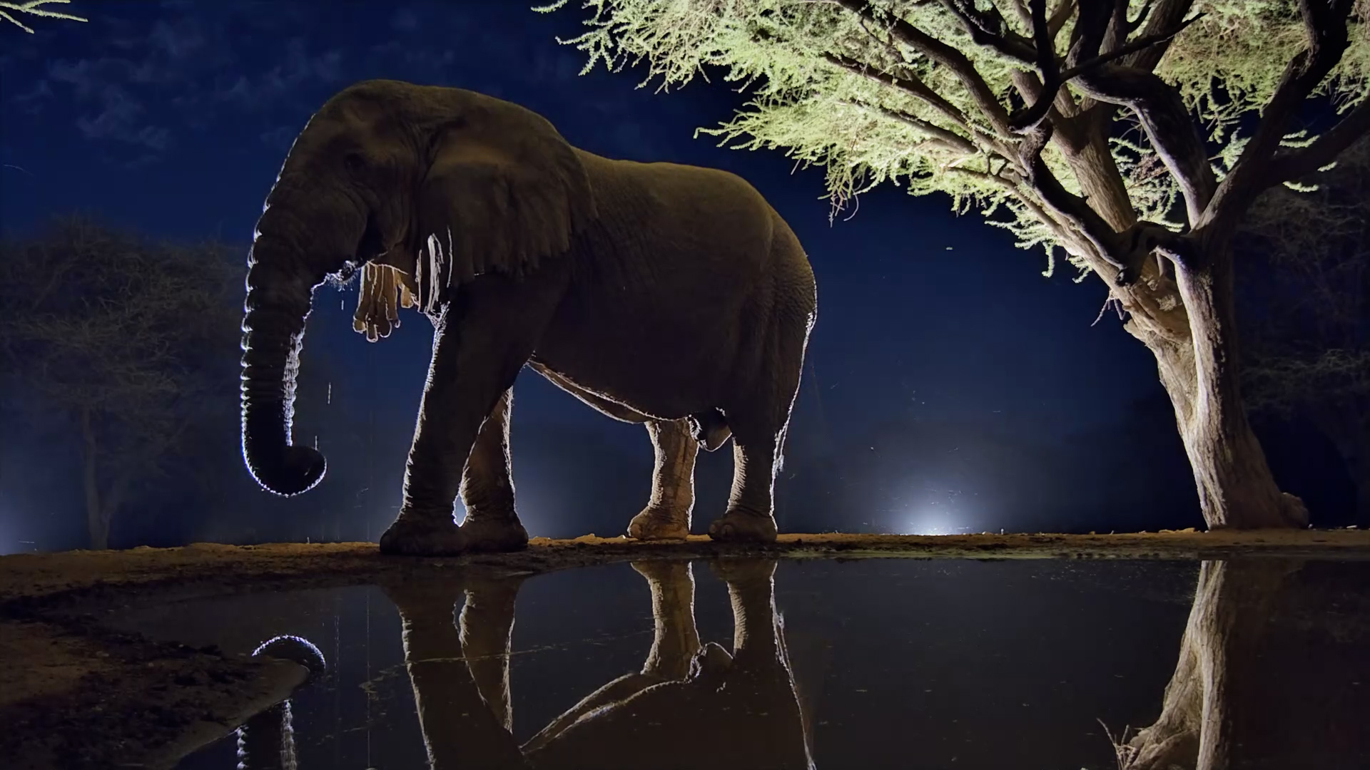 Mzee the Legendary Elephant Takes Over the Waterhole