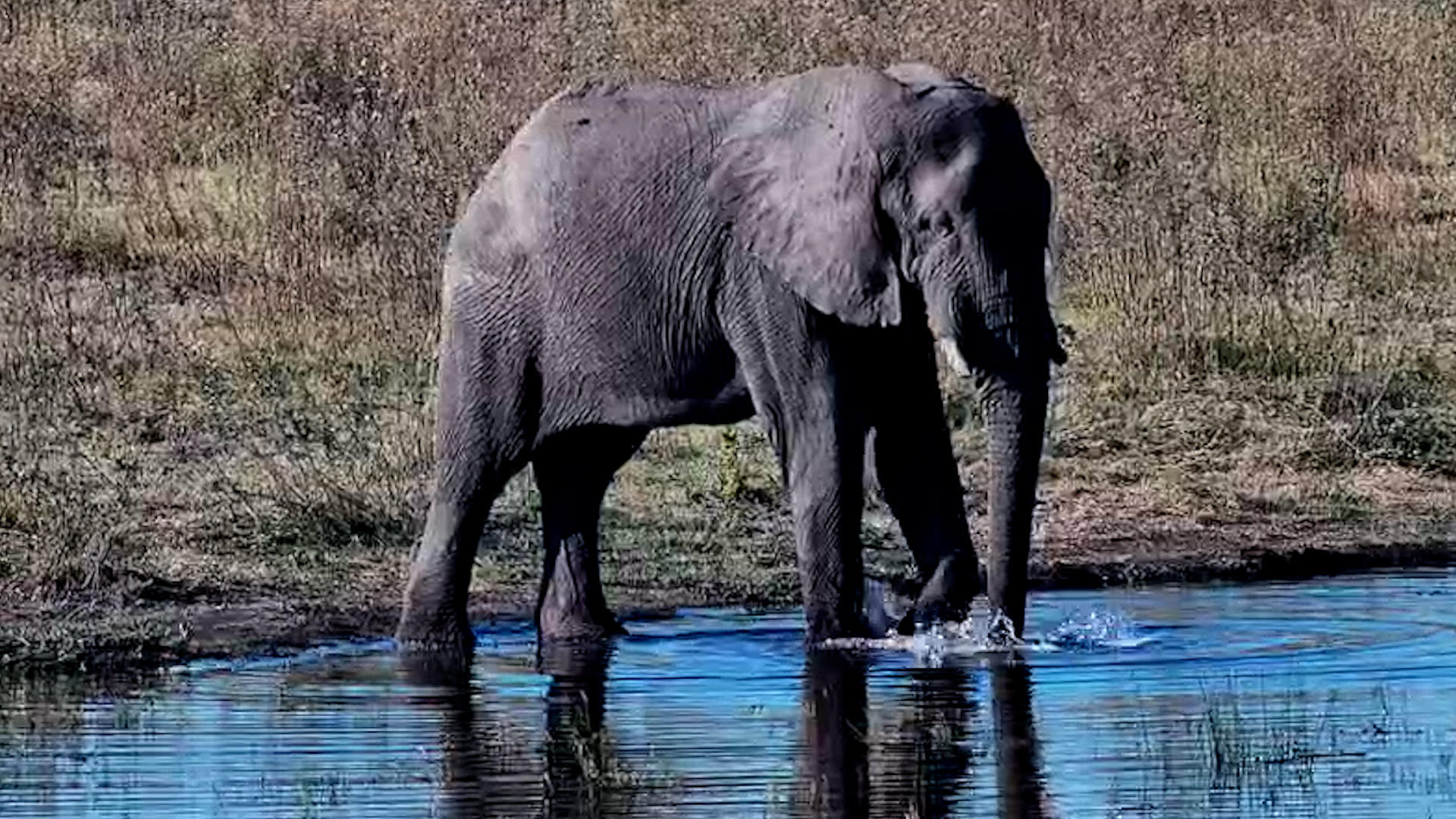 A Gentle Giant's Water Break