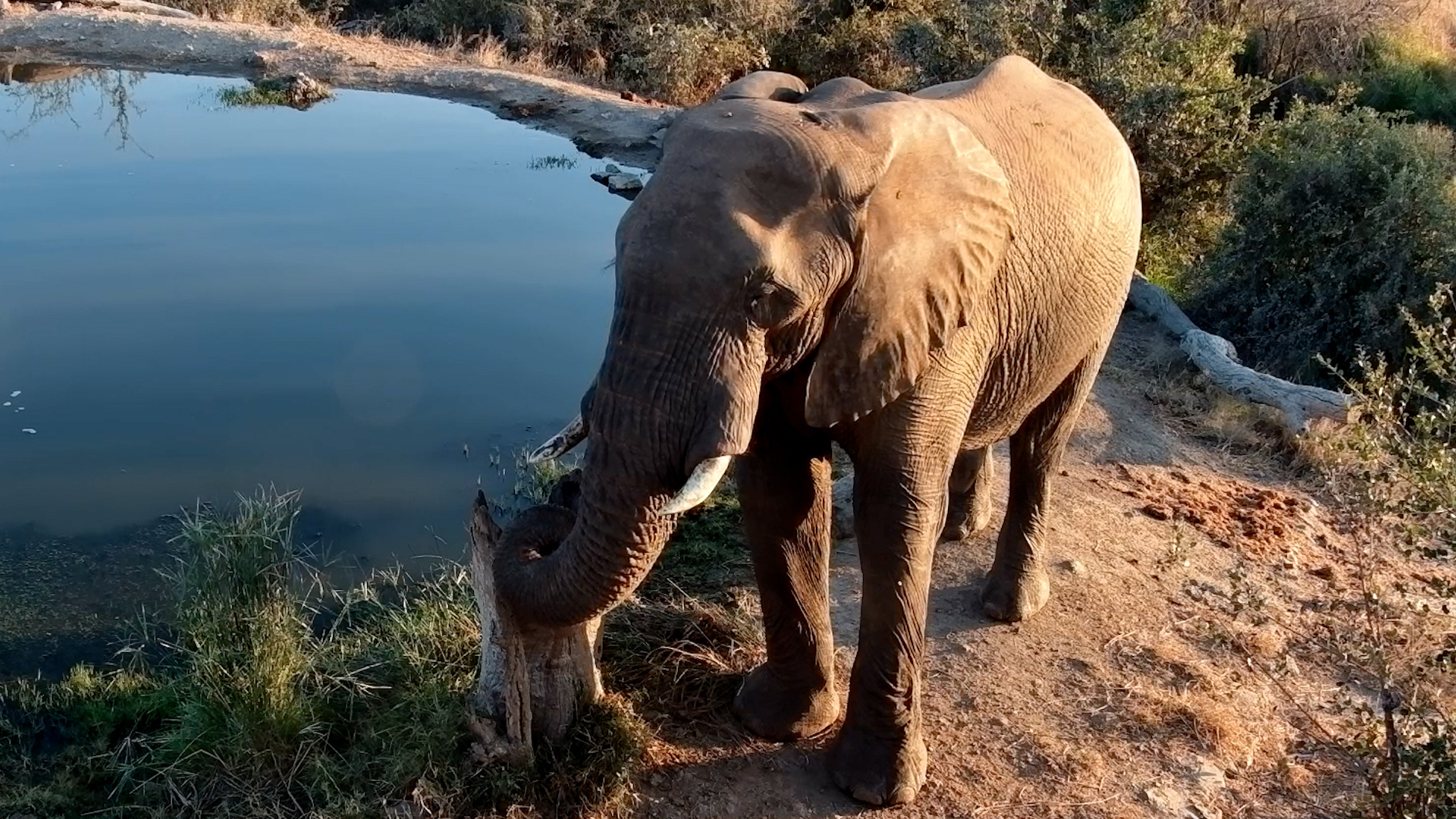 This Elephant Had a Long Day
