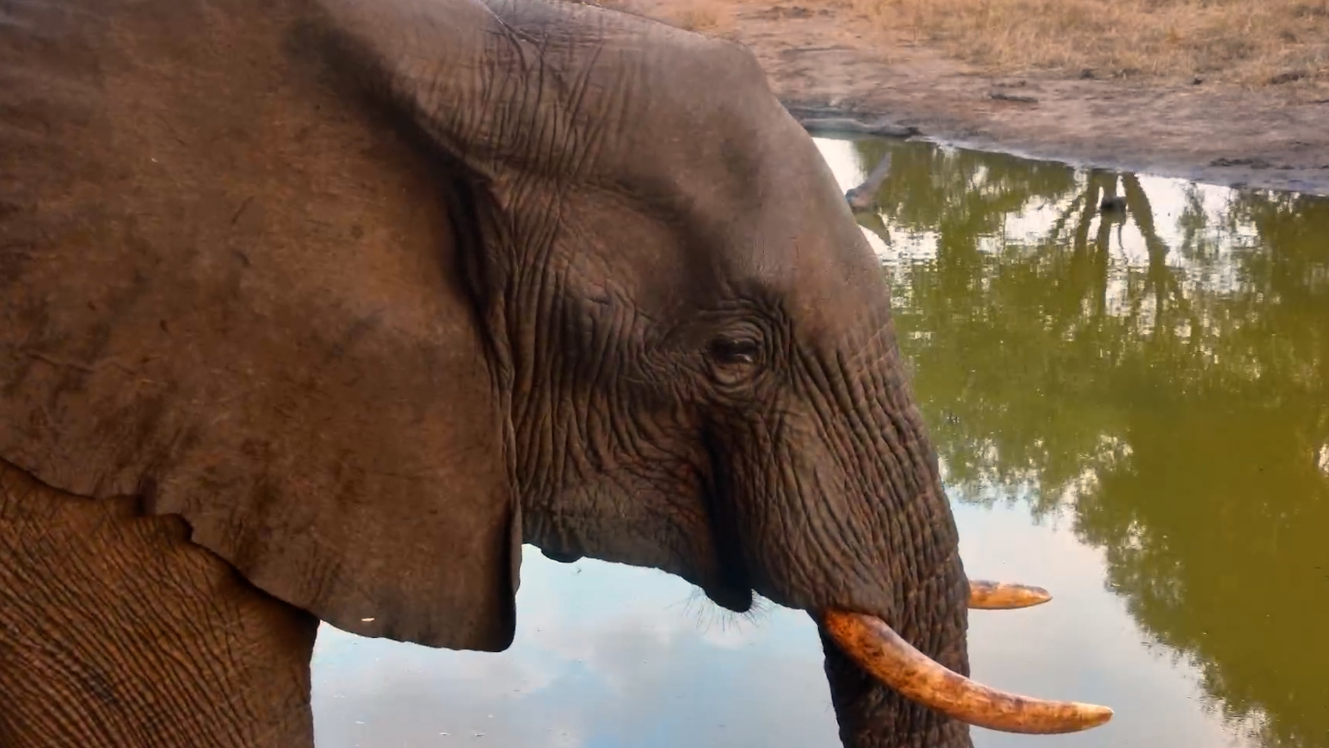 An Elephant Drinks Right Beneath the Camera