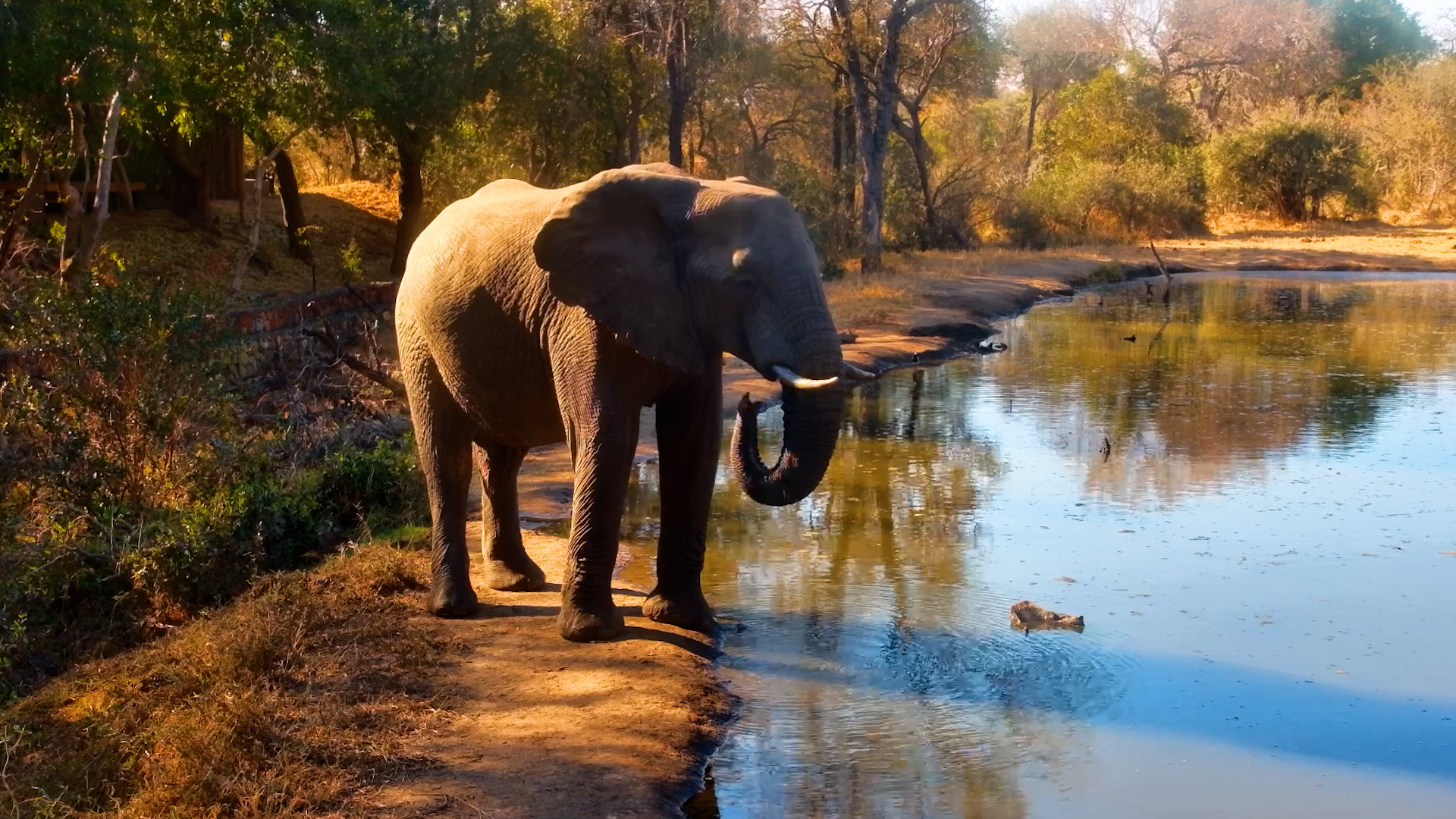 Elephant Enjoys the Waterhole All to Himself