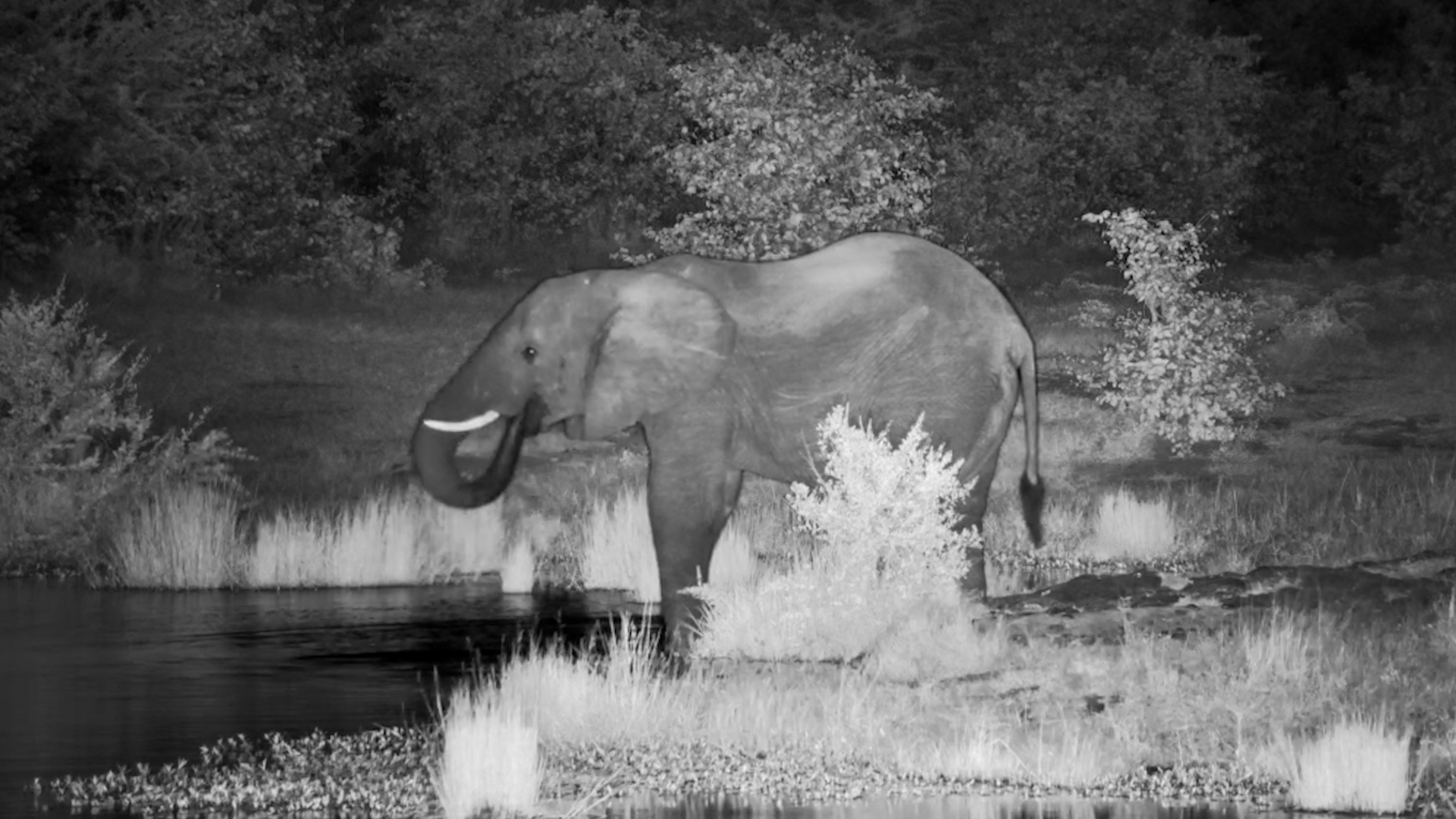 An Elephant, the Stars… and a Quiet Drink