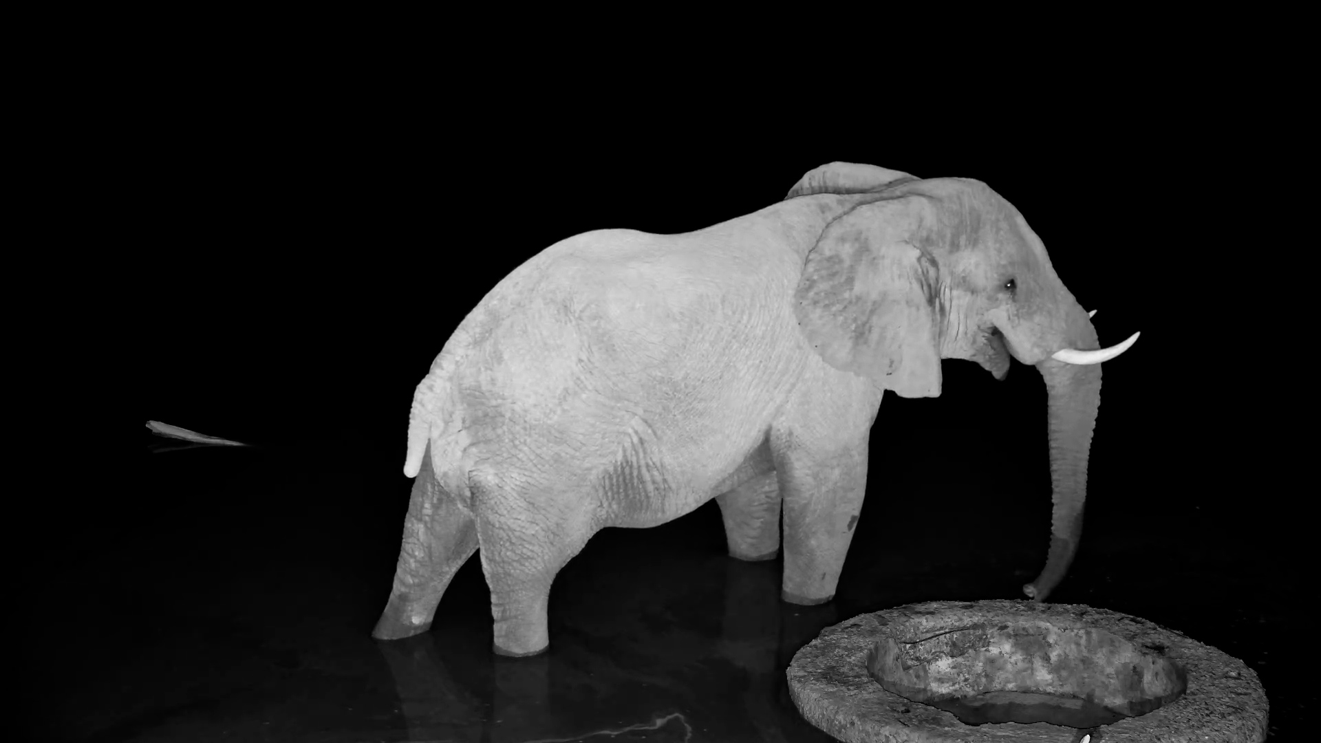Tail-less Elephant Drinking at Night