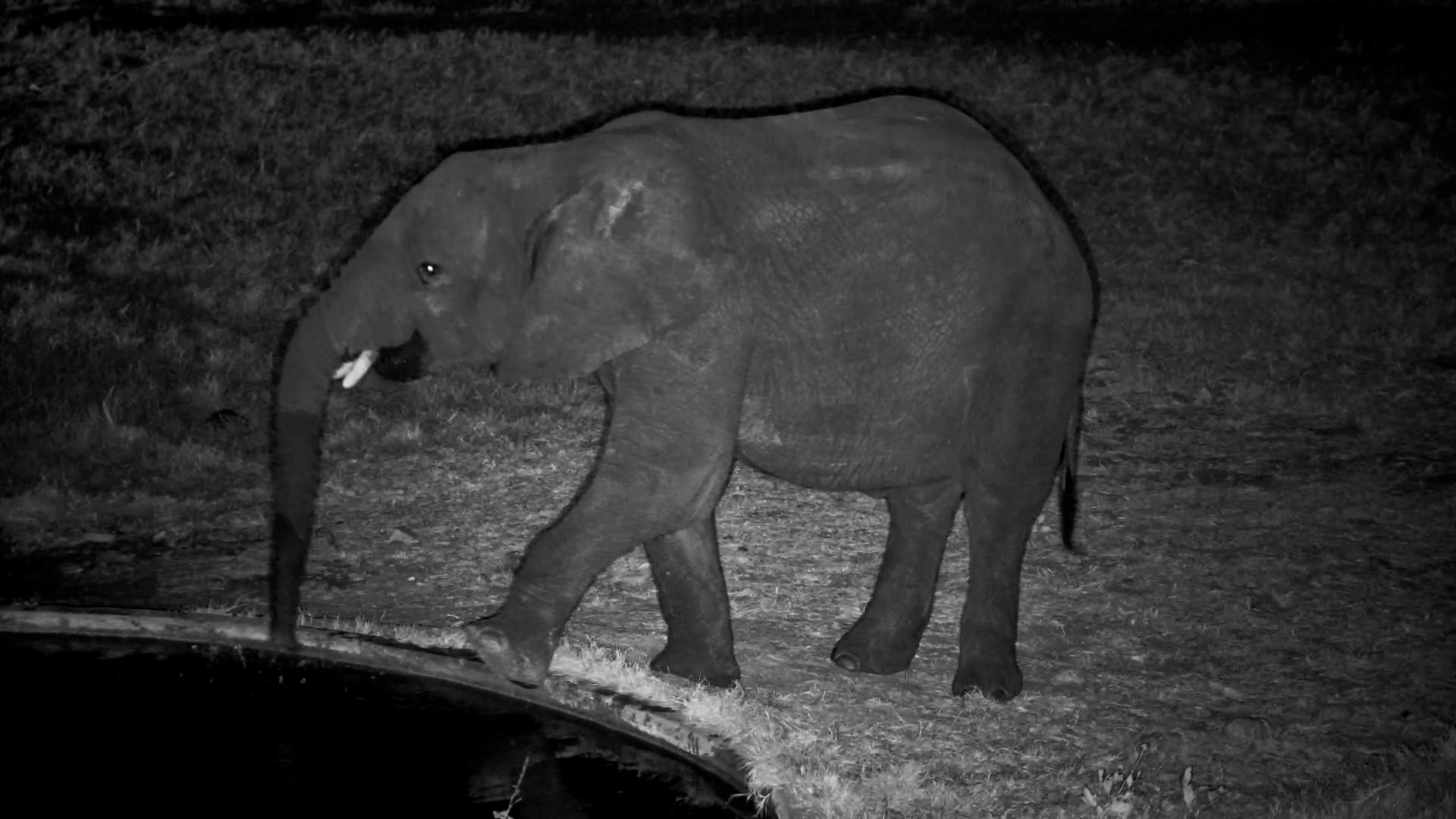 Just a Giant Enjoying the Night