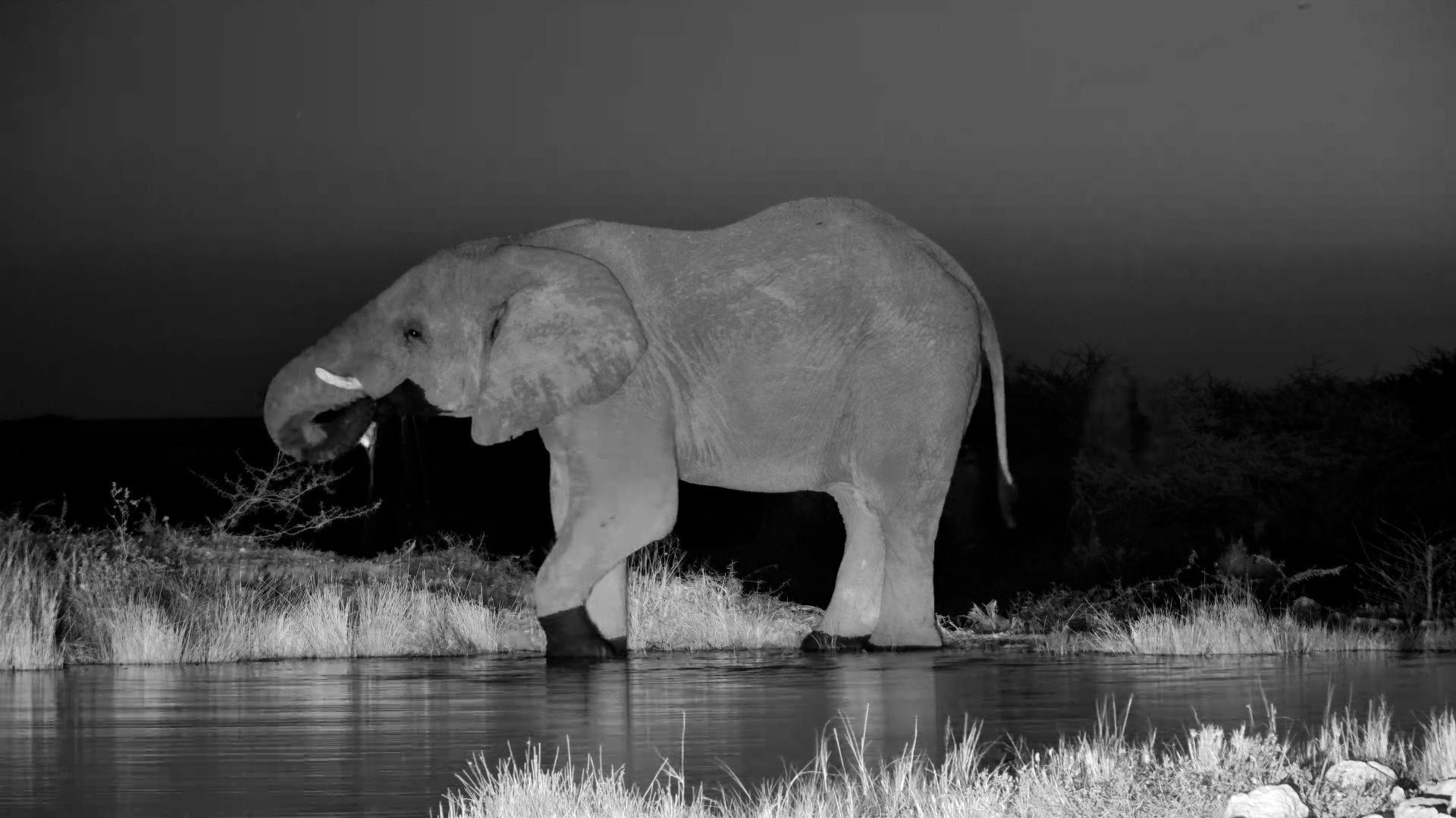 A Lone Elephant Stops at the The Fort Waterhole