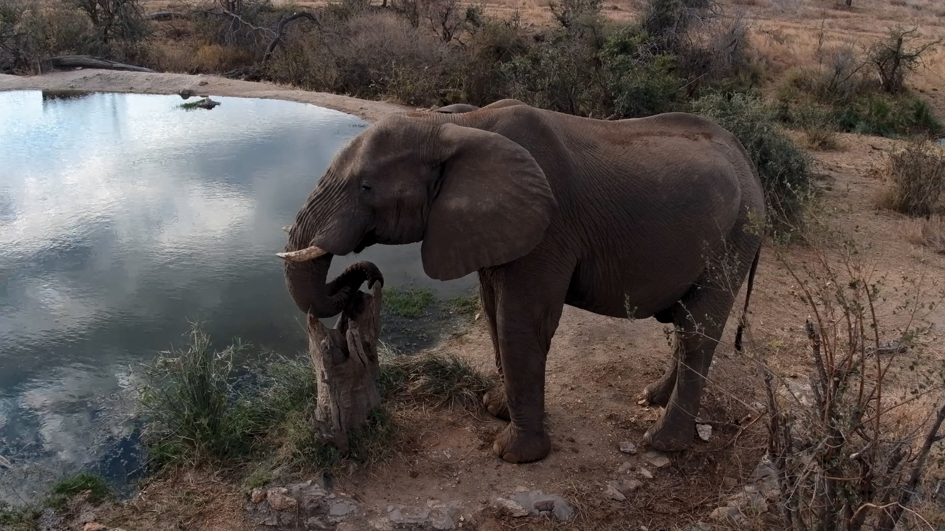 An Elephant Turns a Tree Stump Into a Trunk Rest