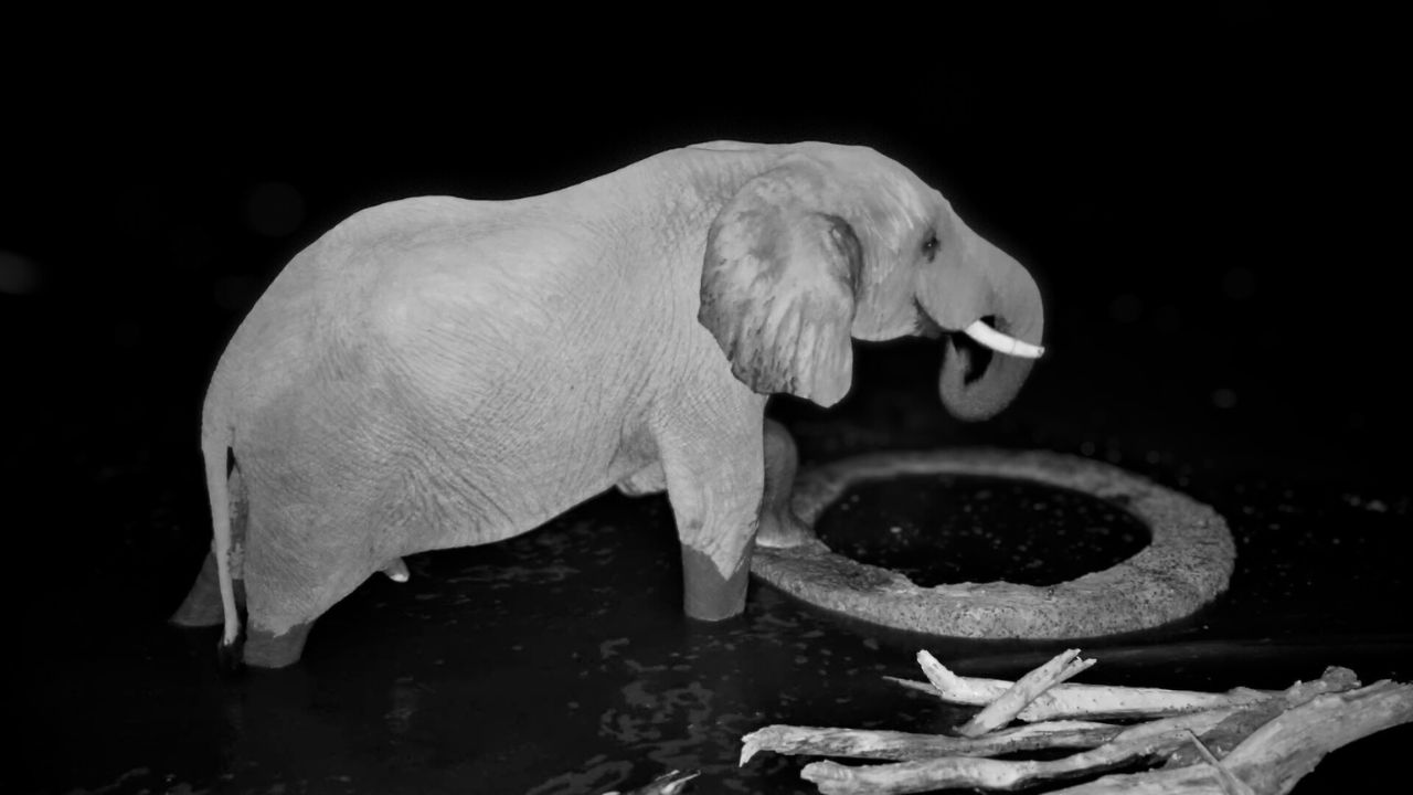 Night Time Elephant Hydration