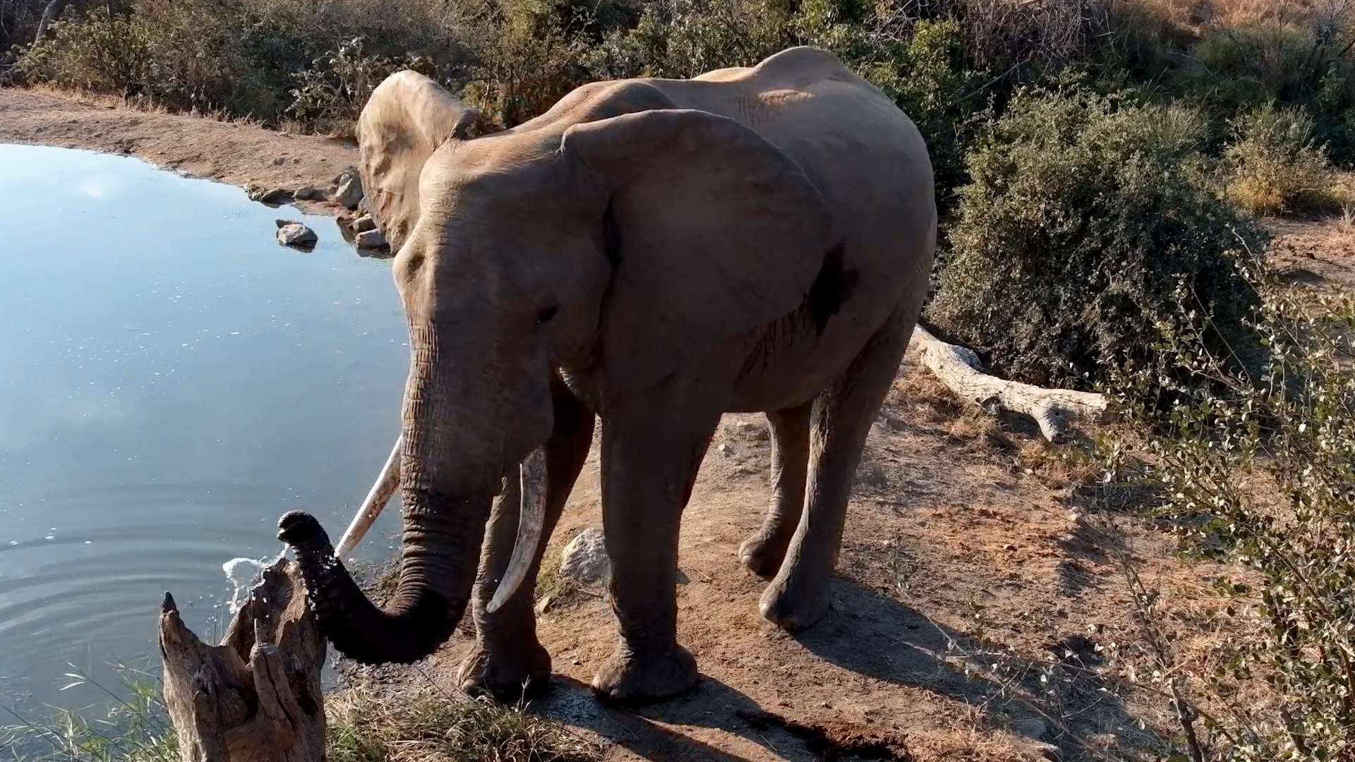Why Is This Elephant Watering a Tree Stump?