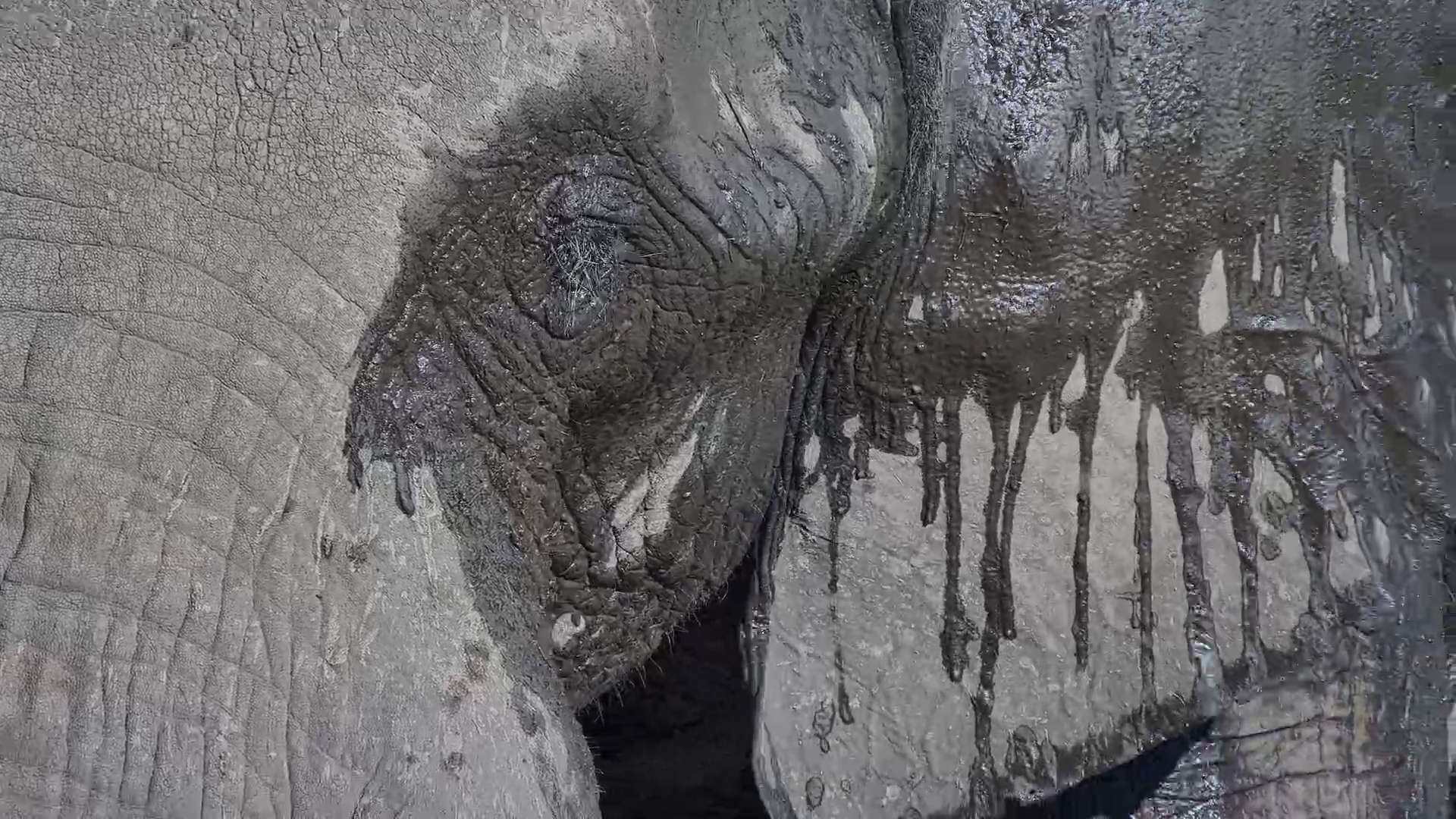 Elephant Drinking at the Waterhole - Close-Up Details