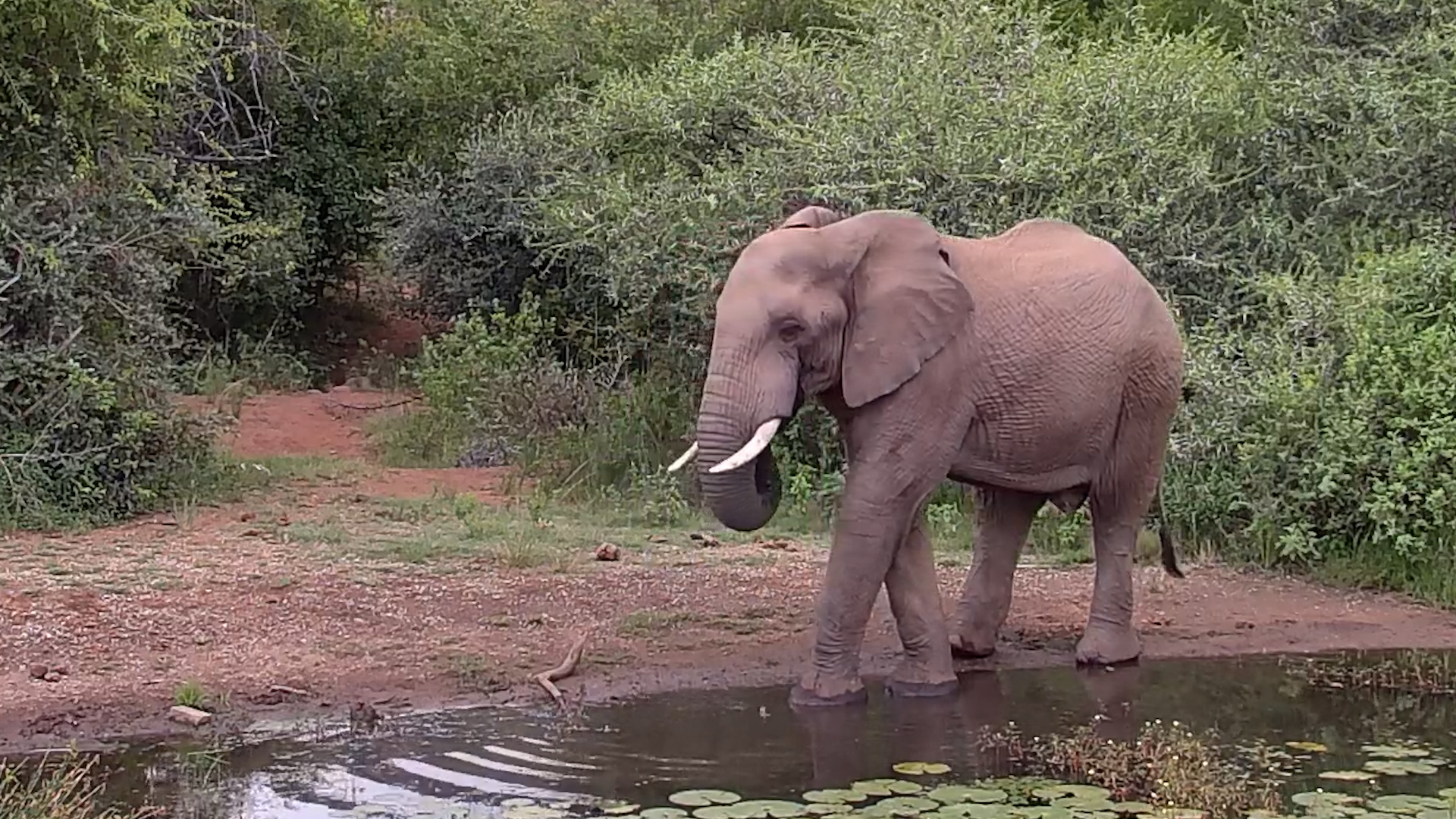 Elephant Enjoys a Refreshing Waterhole Visit