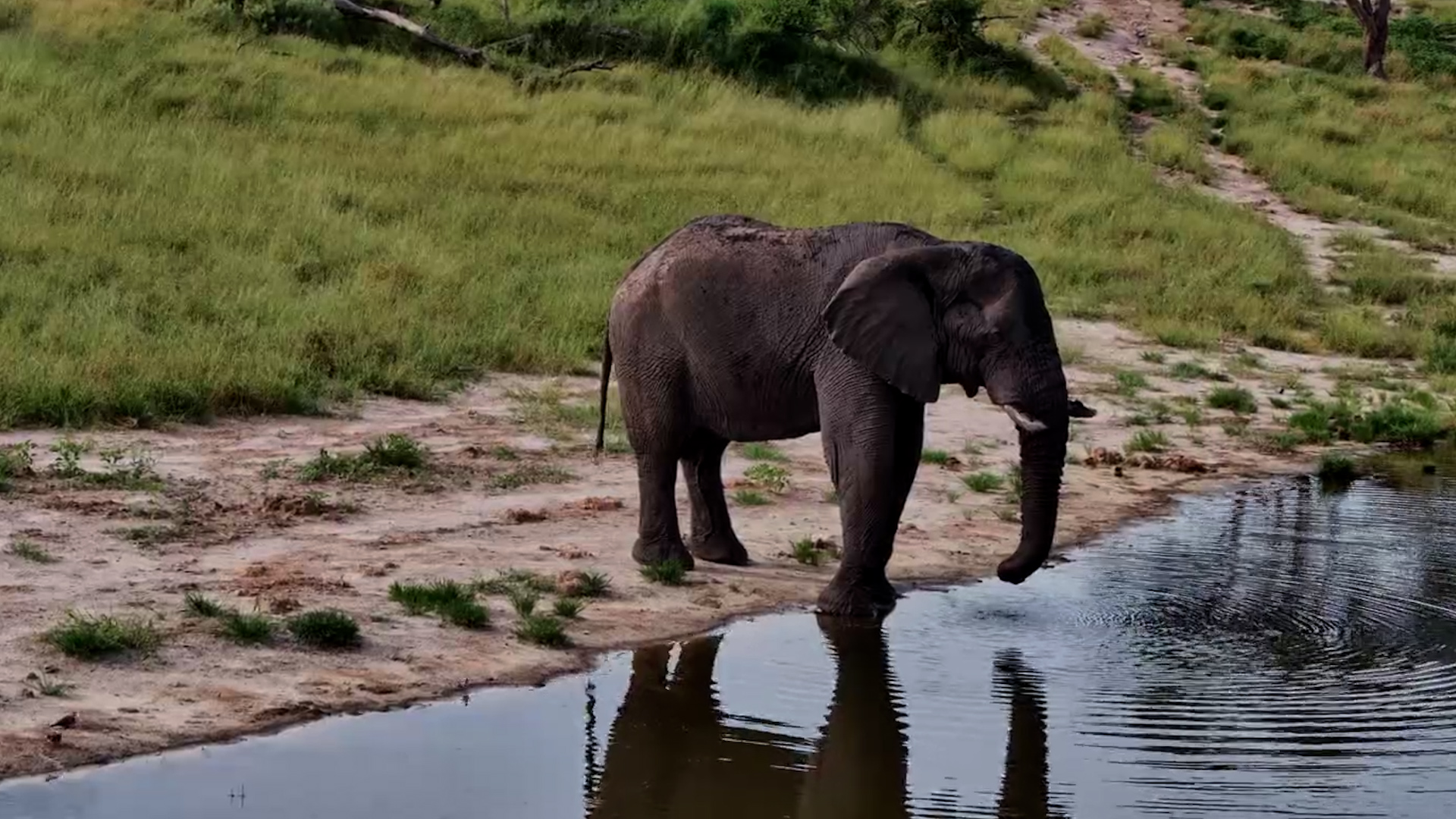 Elephant Refreshes at Meno a Kwena