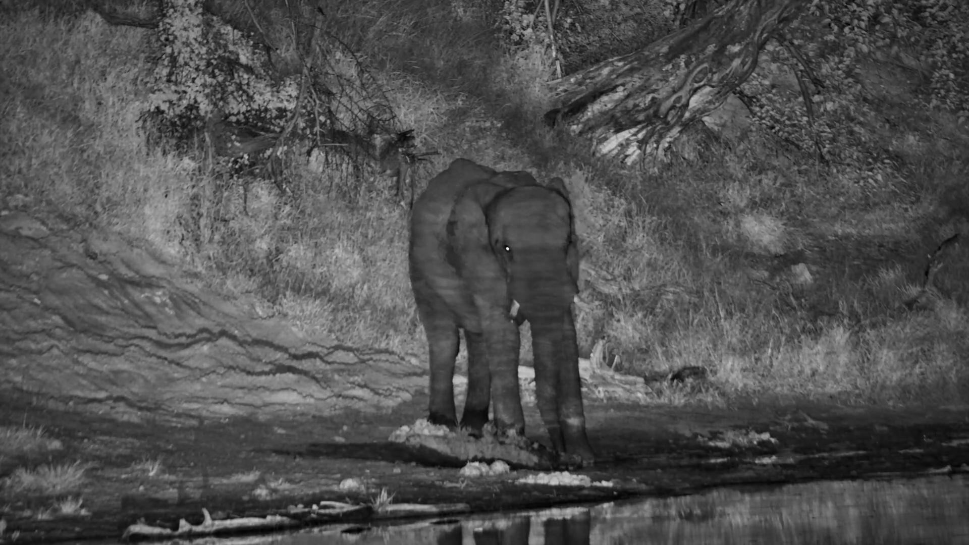 Elephant Enjoys a Quiet Drink
