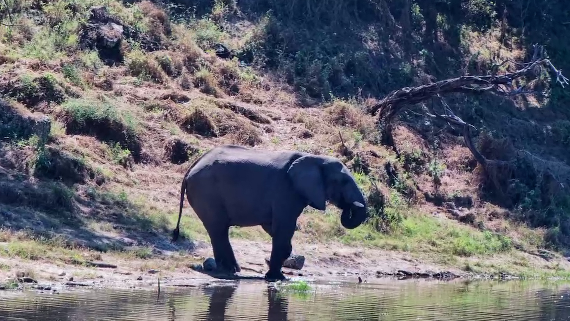 Drink First… Then Straight Into the Water