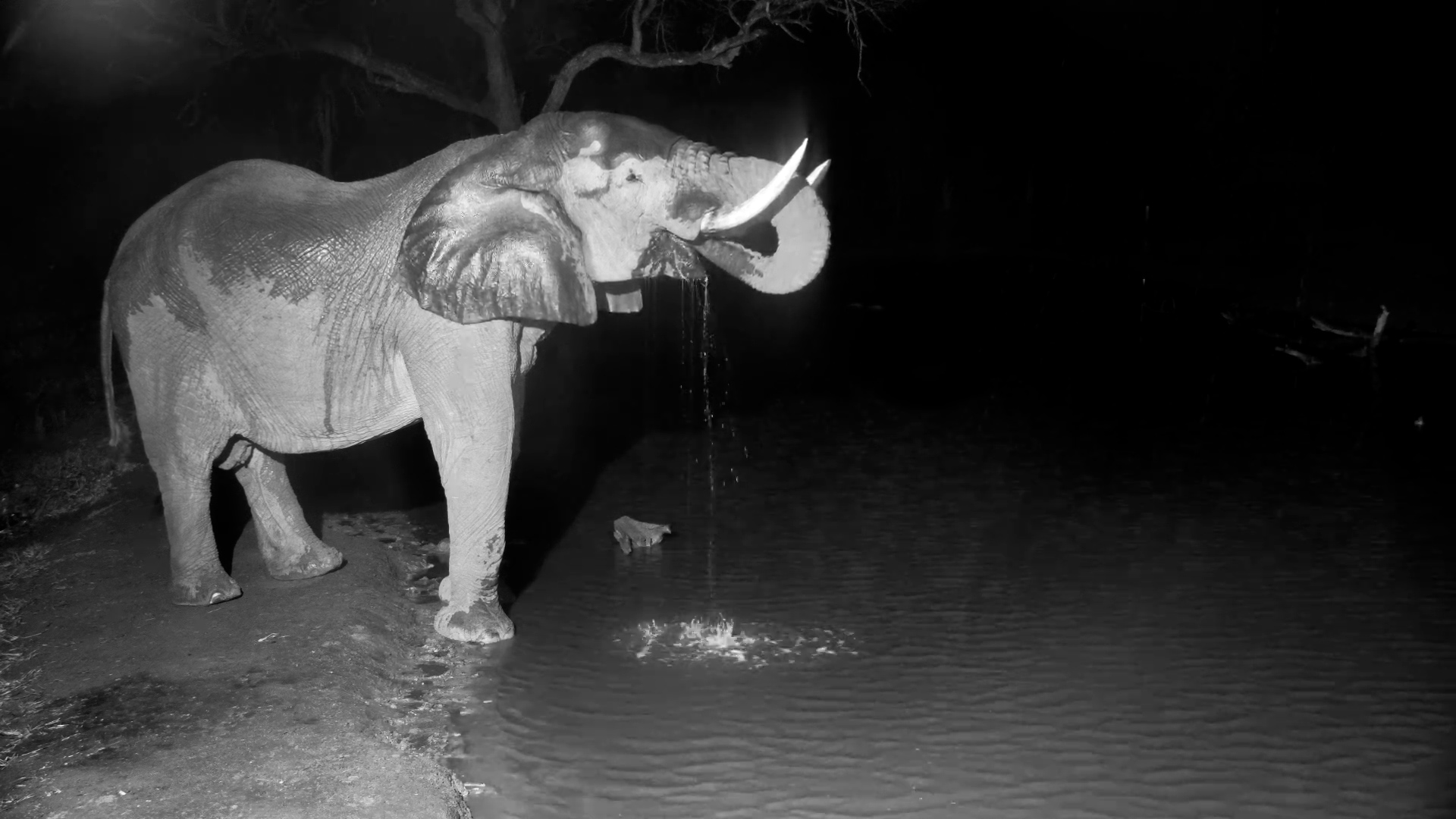 Elephant Drinks in the Rain