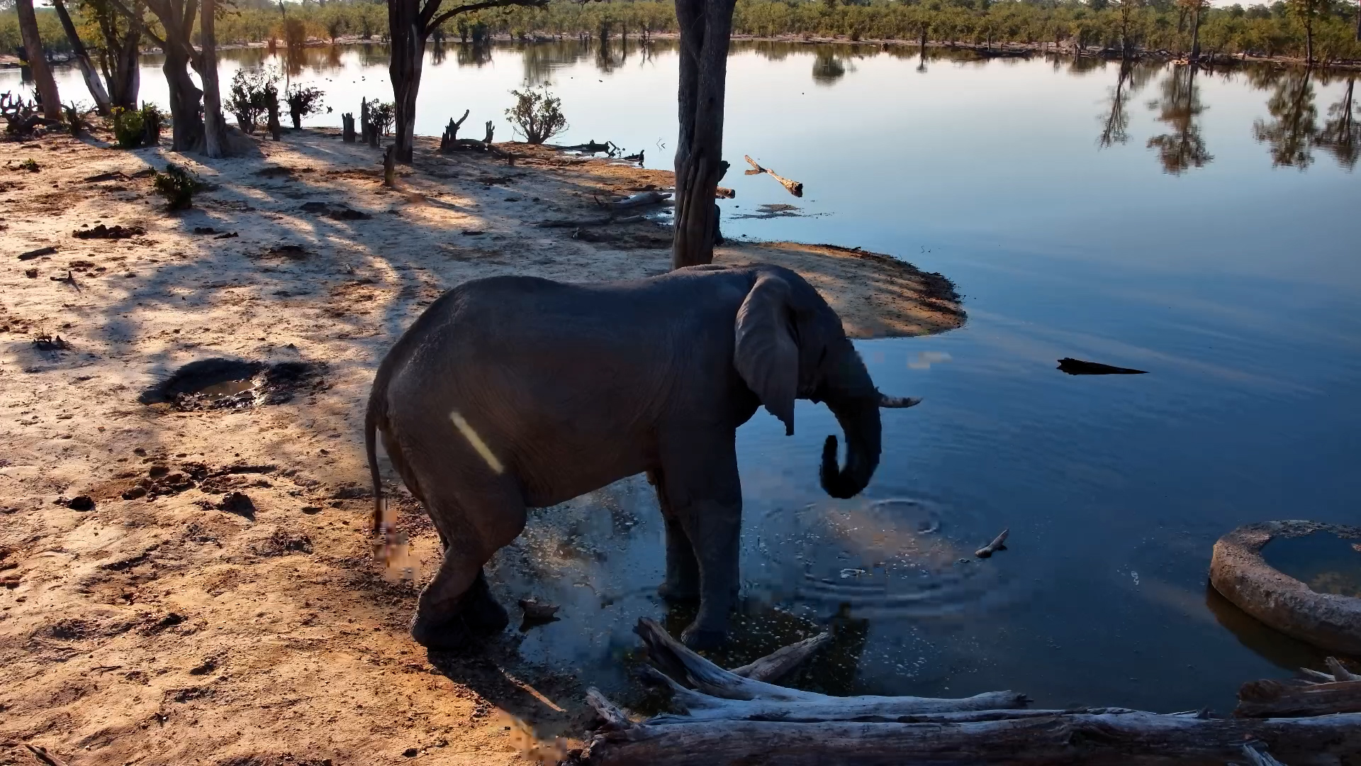 A Lone Elephant Drinks Peacefully at Elephant Pan