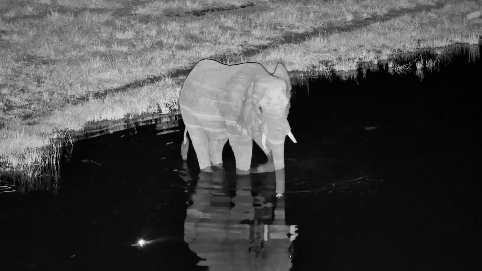 Elephant Drinks as Crocodile Circles