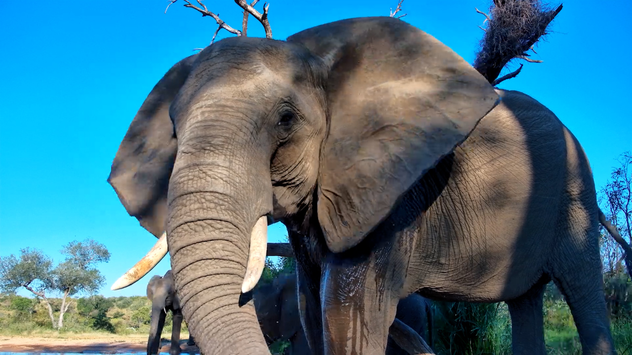 How Close Can You Get To An Elephant?