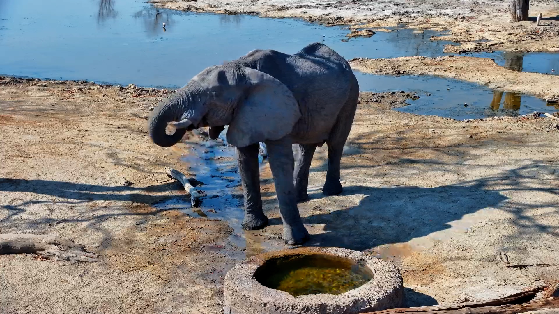 Elephant Enjoys a Leisurely Drink at Elephant Pan
