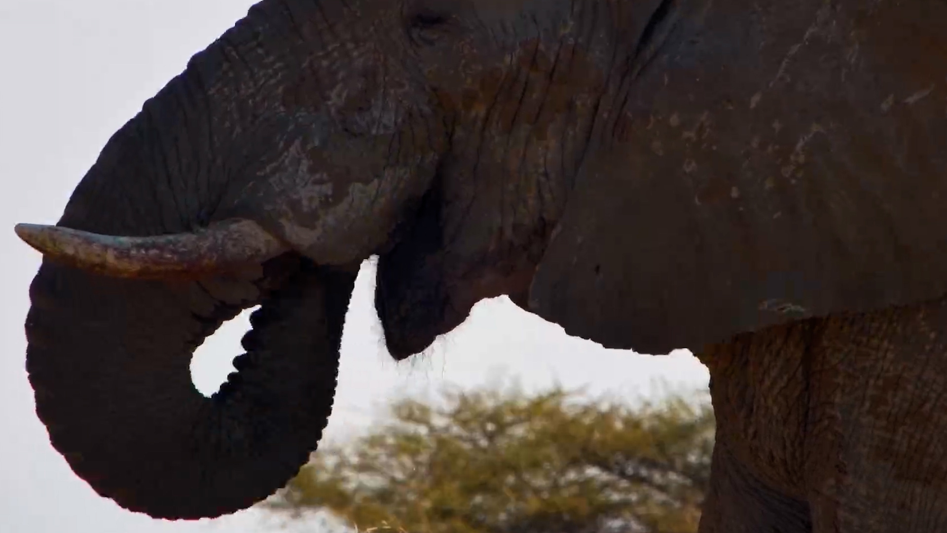Slow Afternoon With an Elephant
