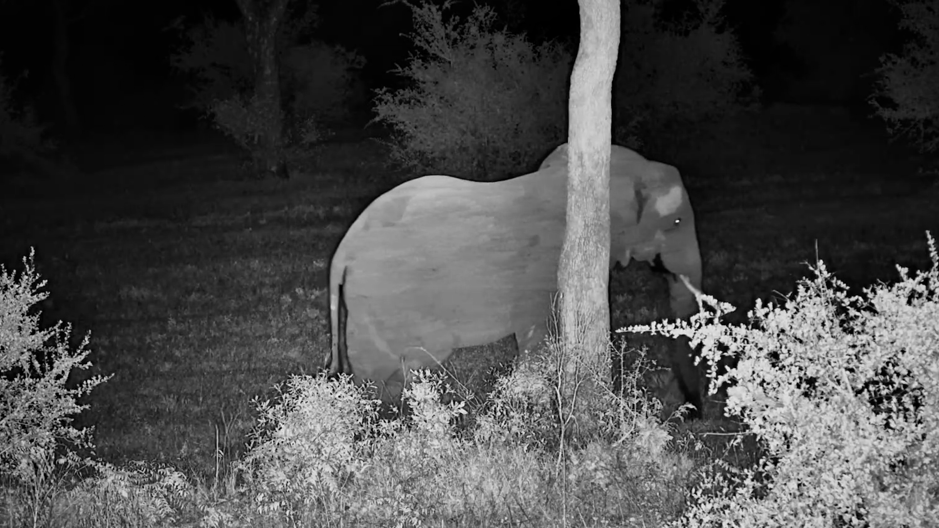 This Elephant Had a Busy Night