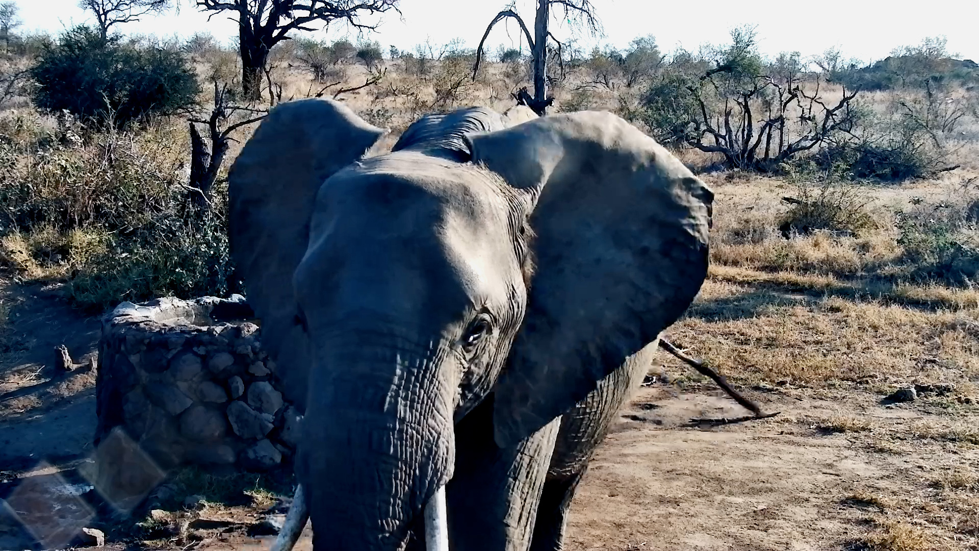We Asked for an Elephant... Not Just His Forehead