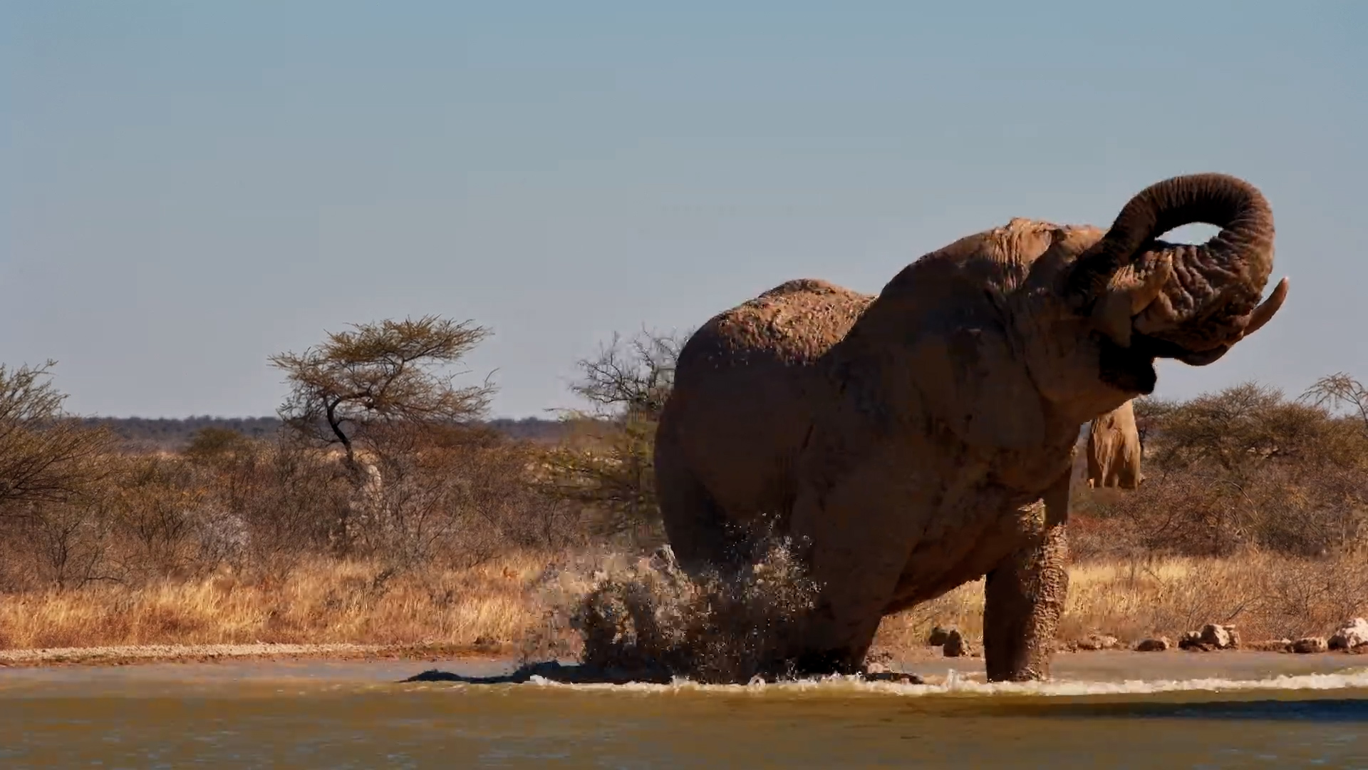 Huge Elephant Bull Escapes the Namibian Heat!