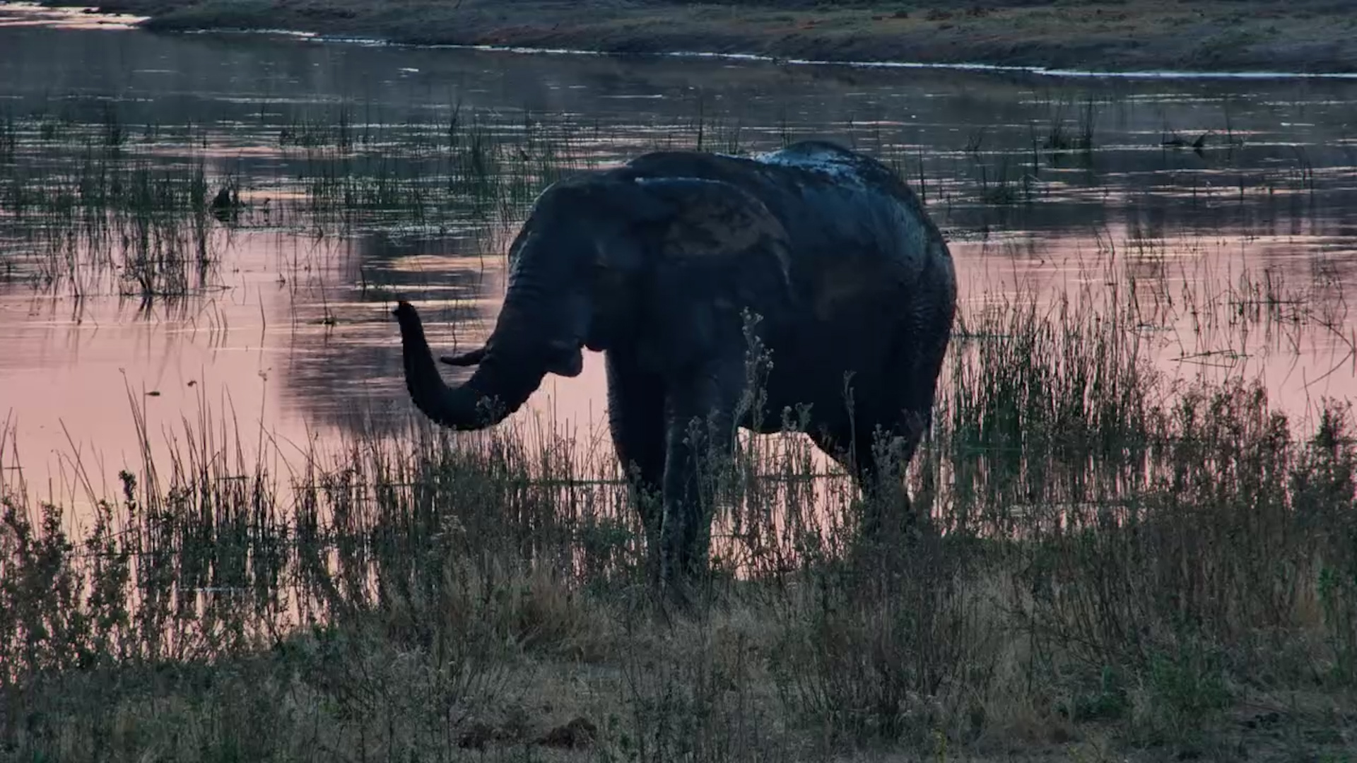Elephant & Hippo in the Last Light of the Day