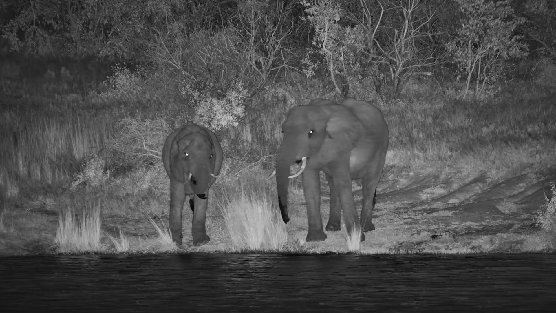 A Peaceful Elephant Moment Under Infrared Light