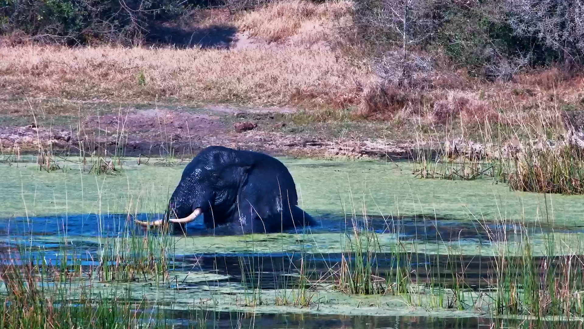 When the Elephants Decide It's Pool Day!