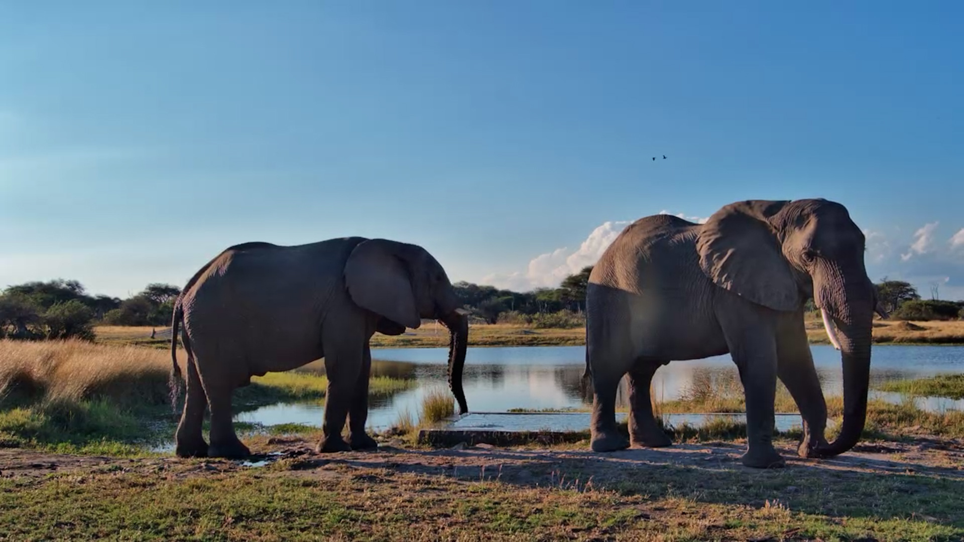 Double Trouble at the Waterhole