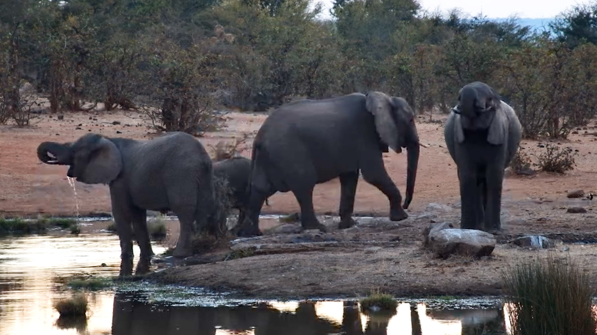 Elephants Share a Sunset Drink at Victoria Falls