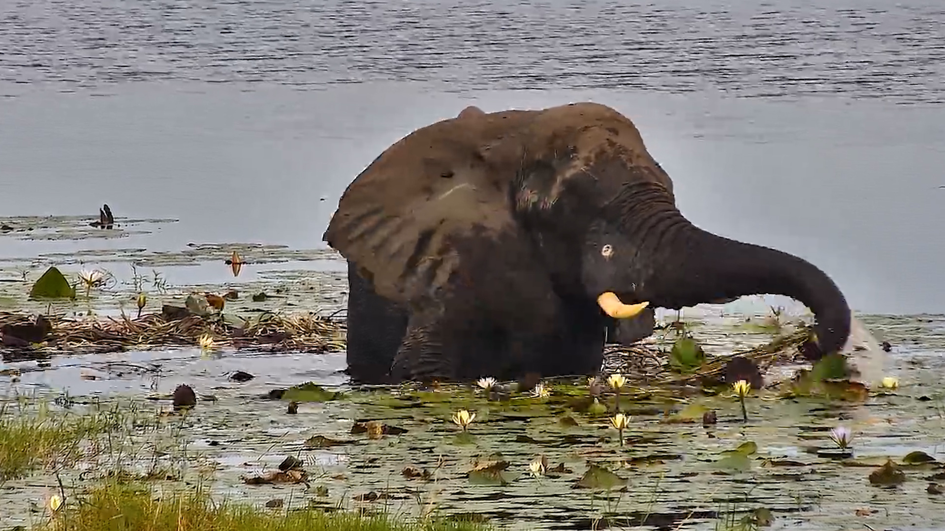 Salad Bar in the Water