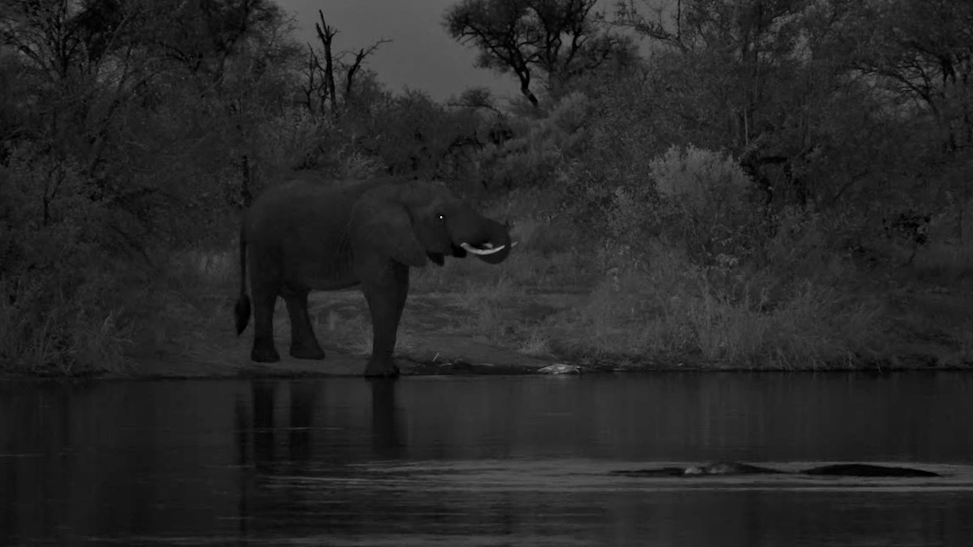 An Elephant and a Hippo After Dark