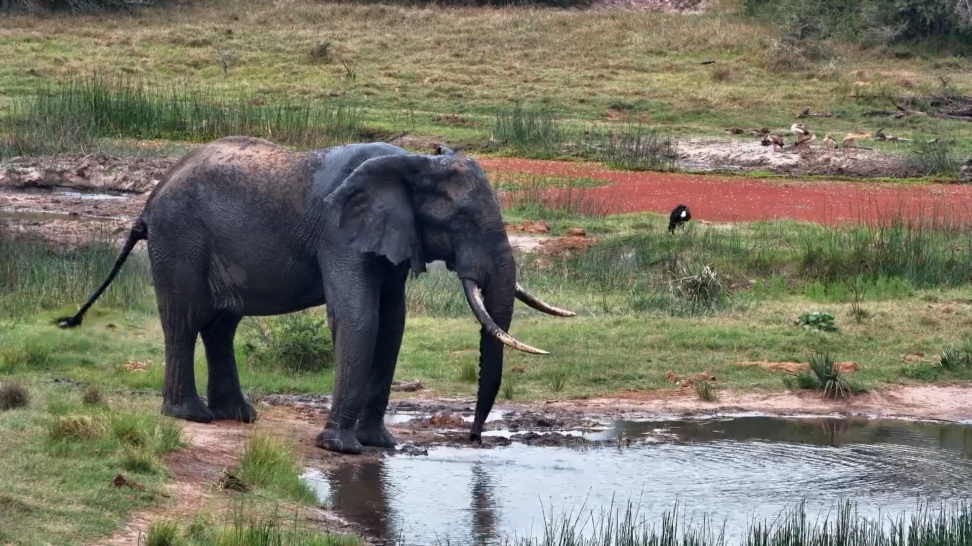 Gentle Giant Takes a Trunk Break at Tembe