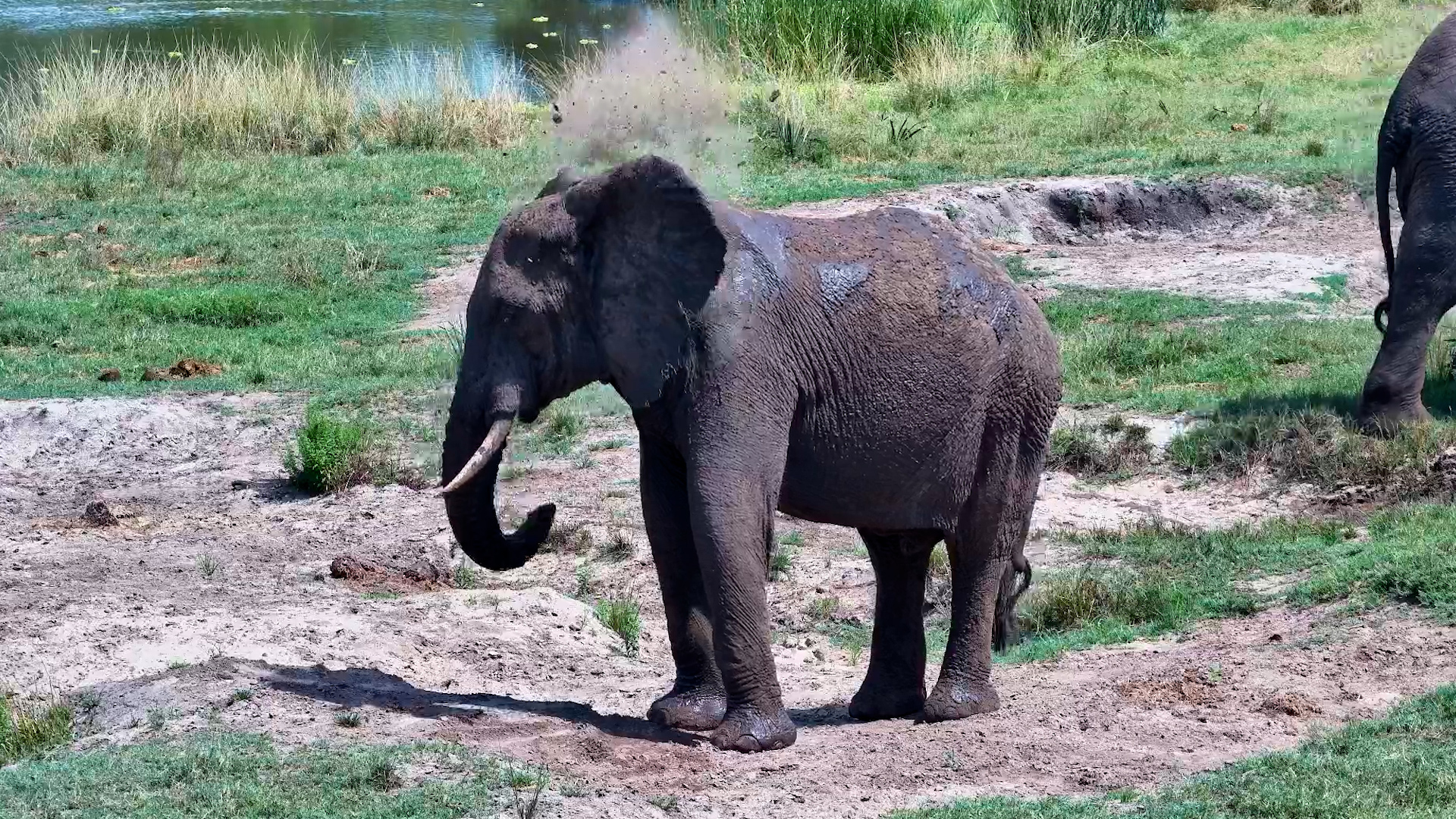 Elephant’s Dusty Delight