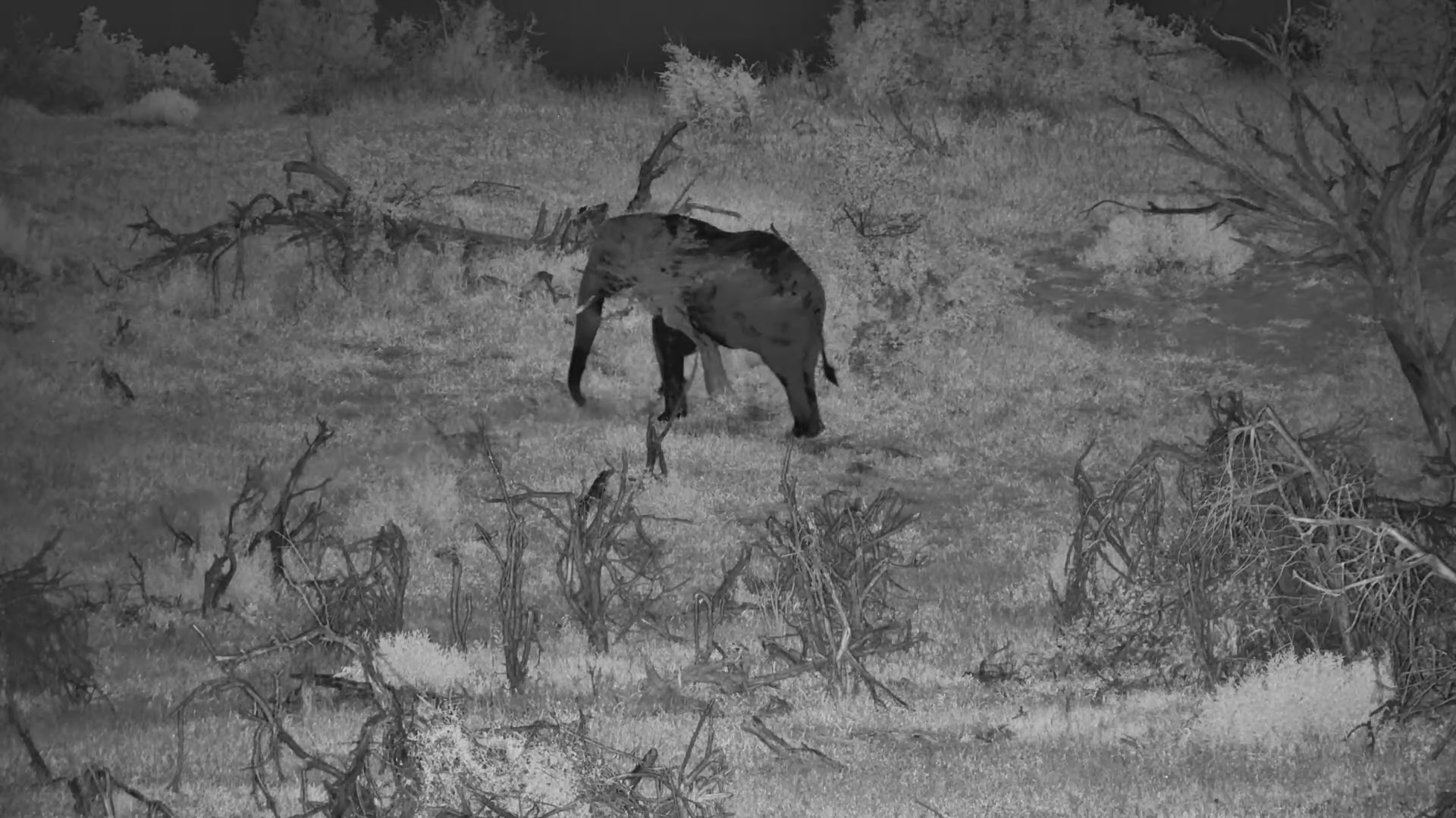 The Perfect Scratching Tree for an Elephant at Moela