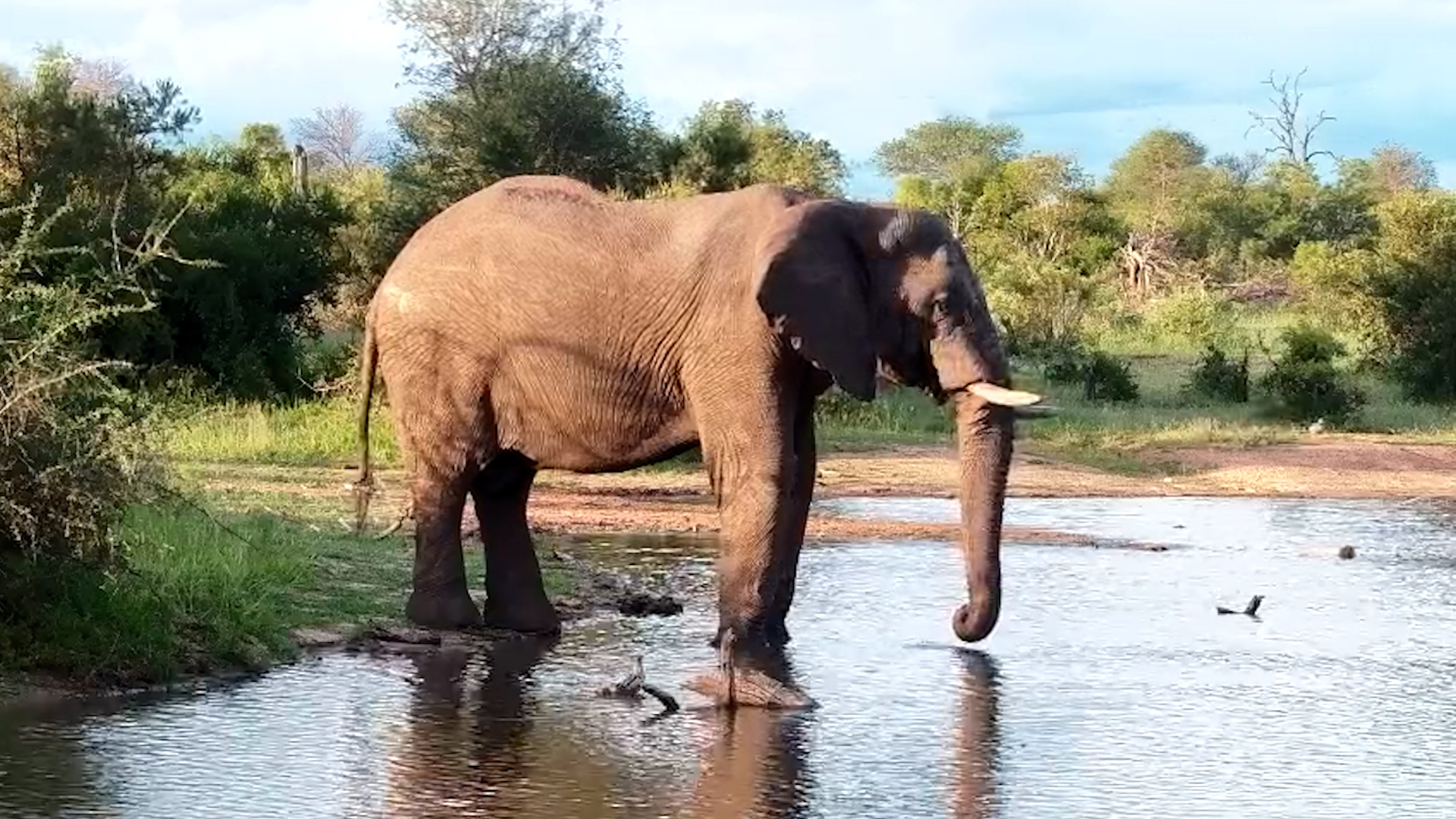 Elephant Relaxation 101