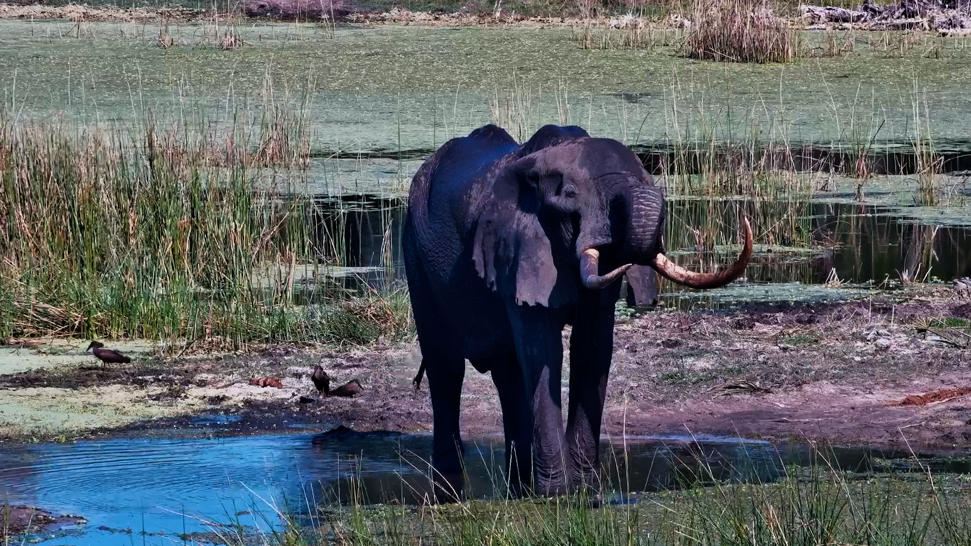 Look at Those Tusks
