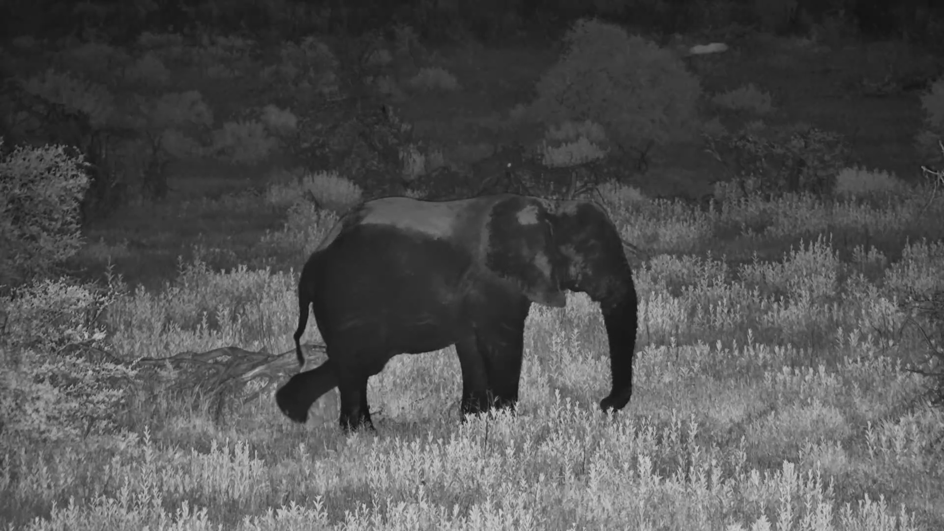 Hitting the Right Spot | Elephant Bull Scratch Session at Moela