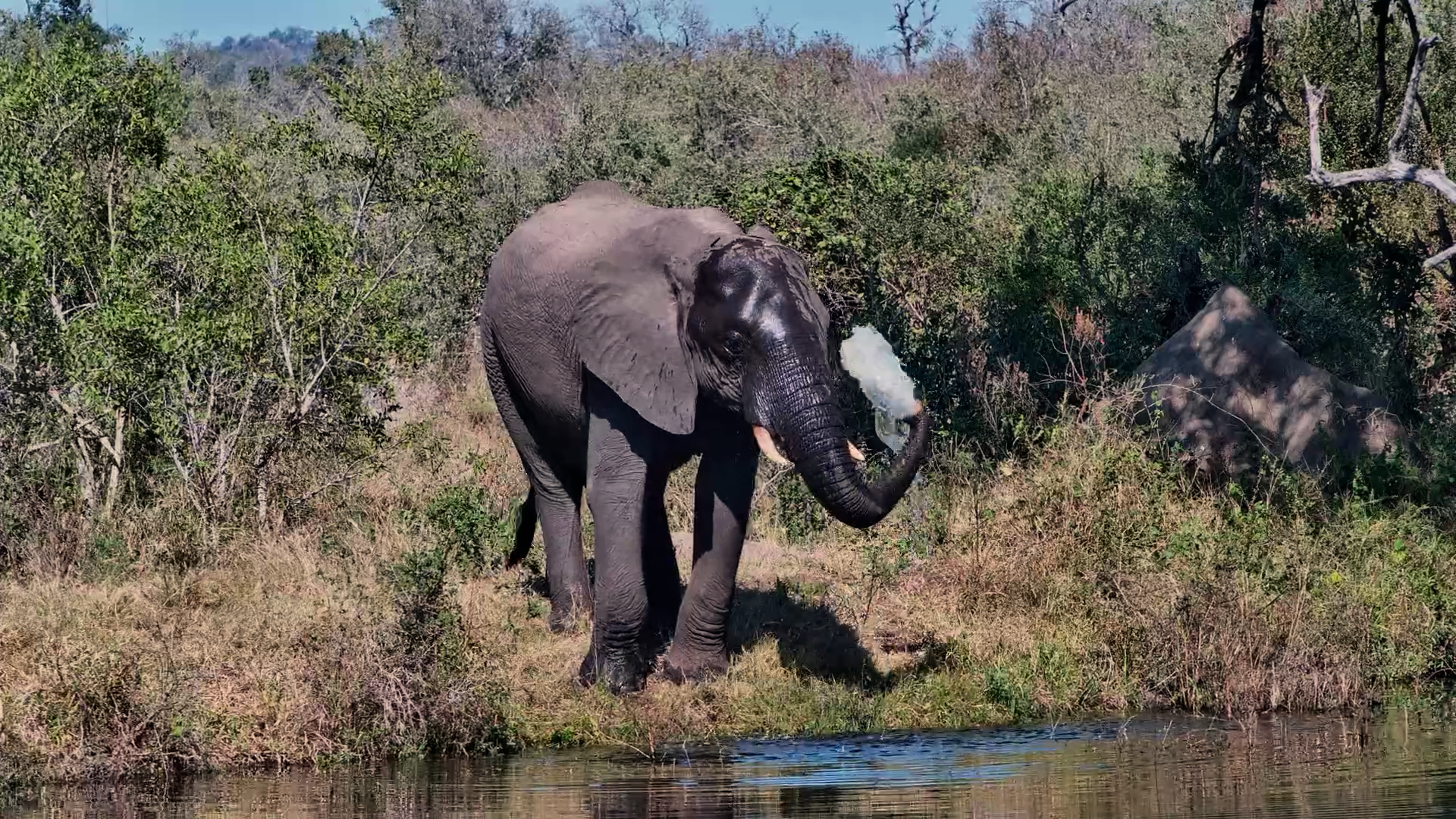 A Drink, a Splash, and a Happy Elephant